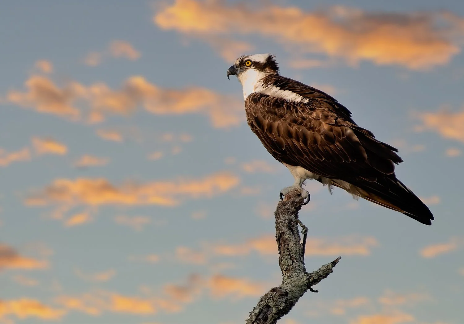 Osprey at sunrise 35x5 crop.jpg