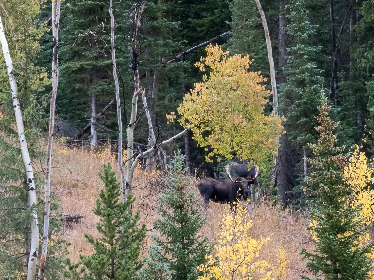 Big Moose.jpg