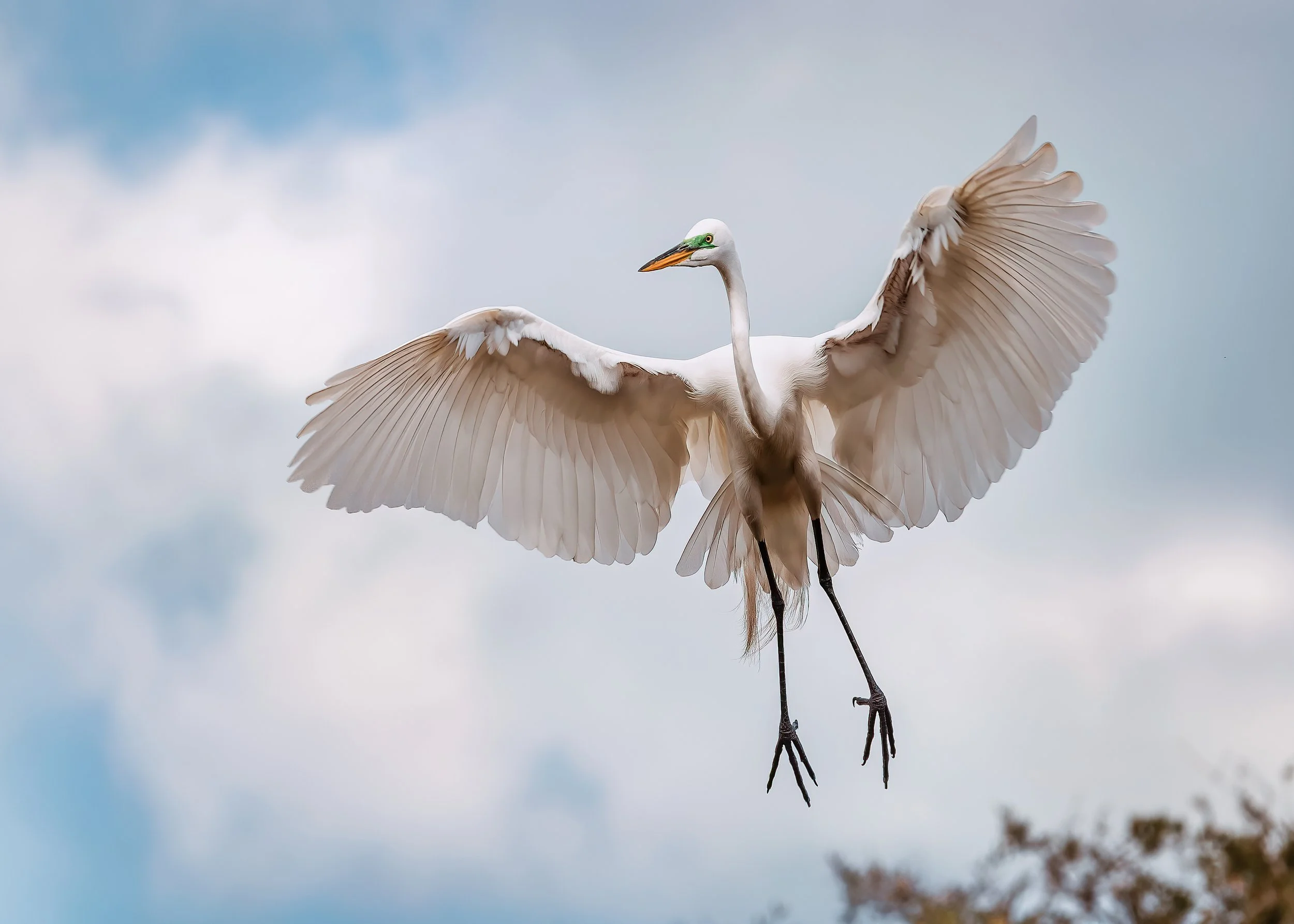 Great egret 2016 untitled-10 copy.jpg