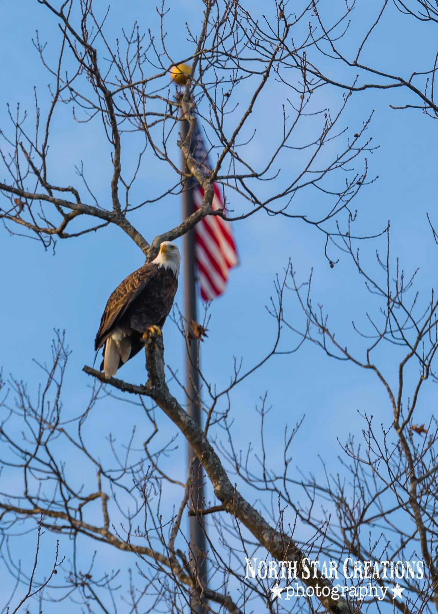eagle and flag taneycomoe.jpeg