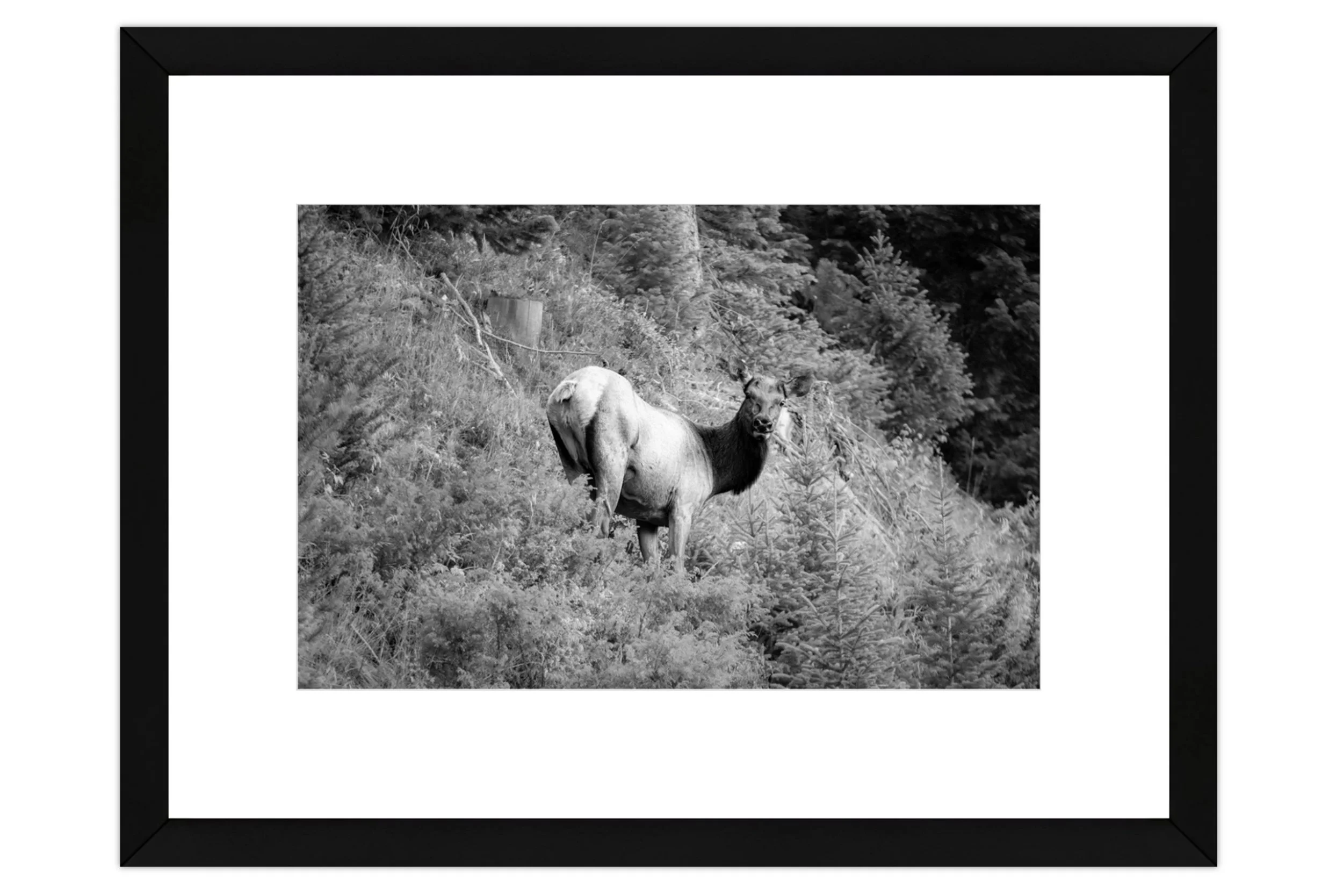 bw elk cow.jpg