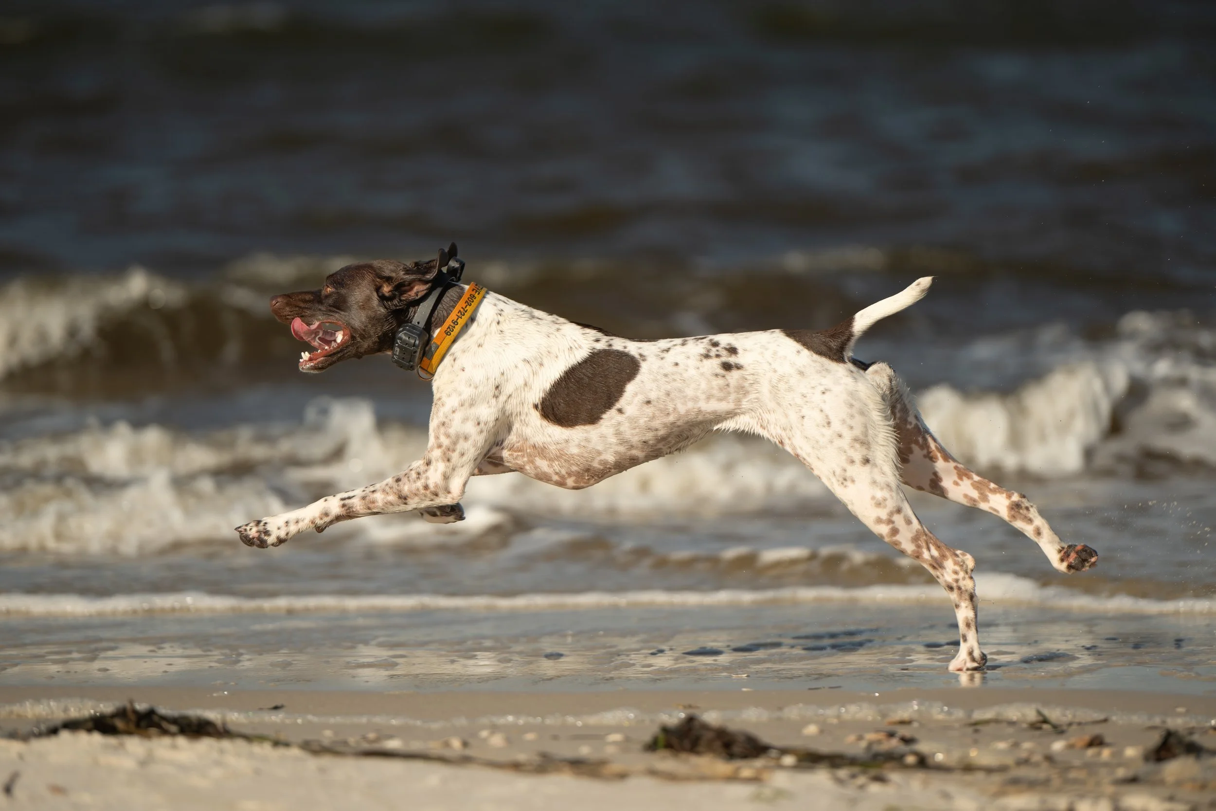 German Shorthair pointer running along a beach
