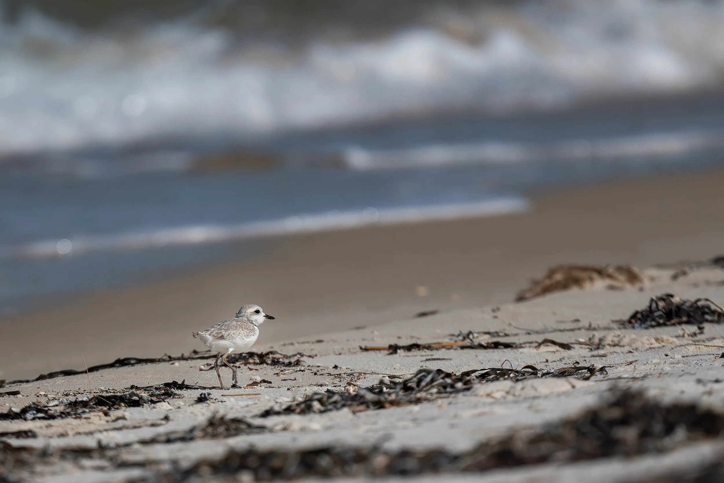 Baby Snowy Plover 71224.jpg