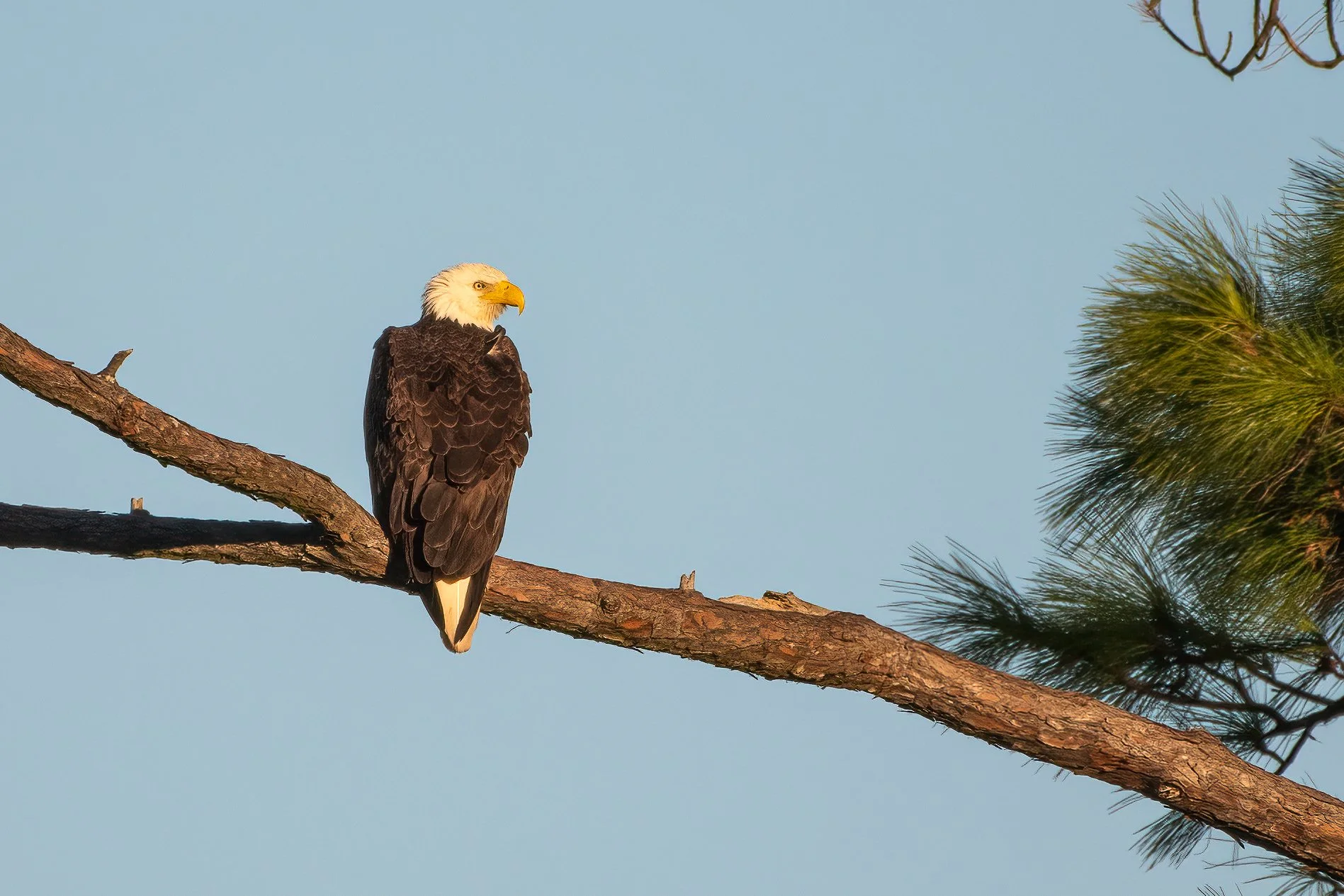 Bald Eagle 020423 hvy crop.jpg