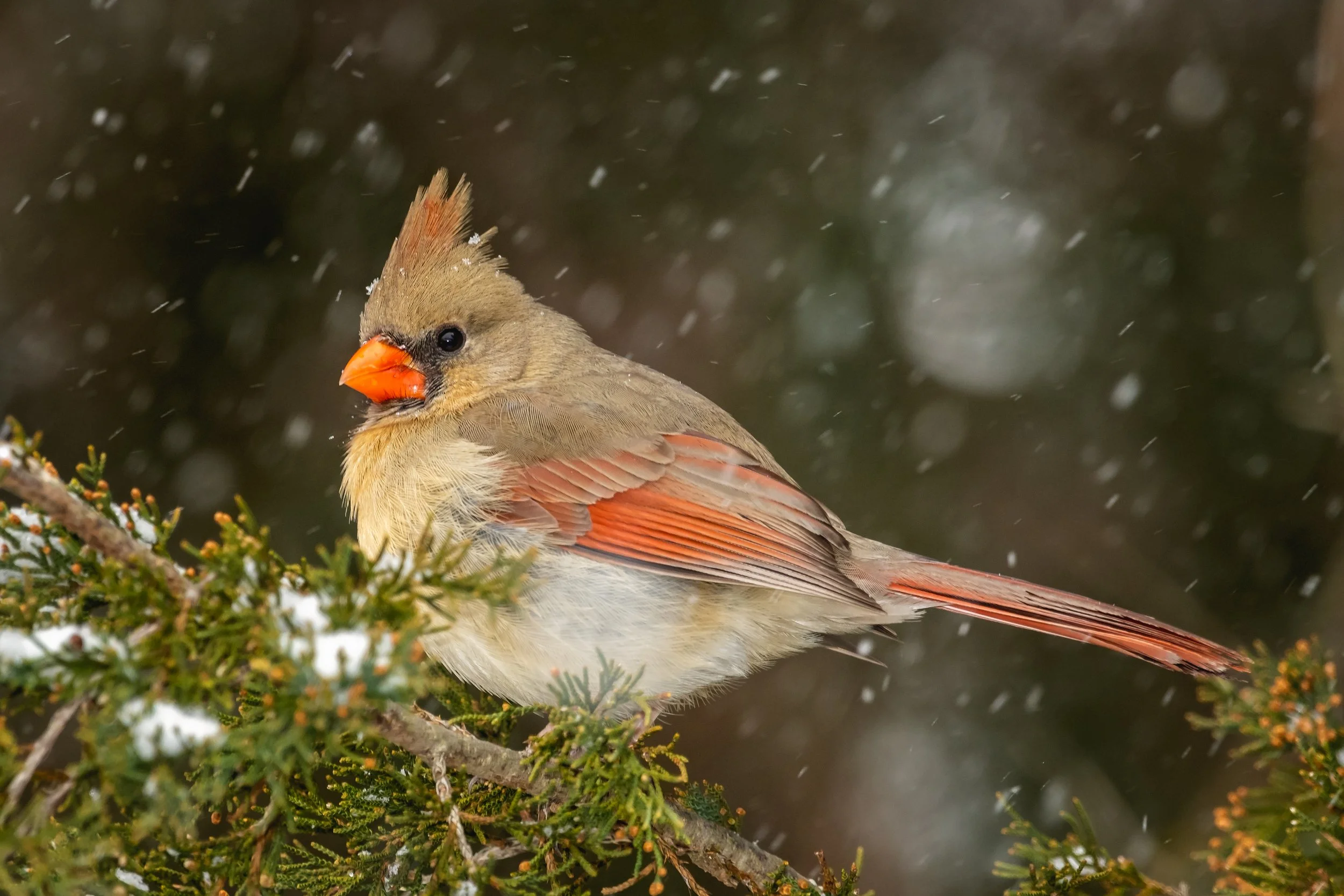 021519 Female Cardinal-1.jpg