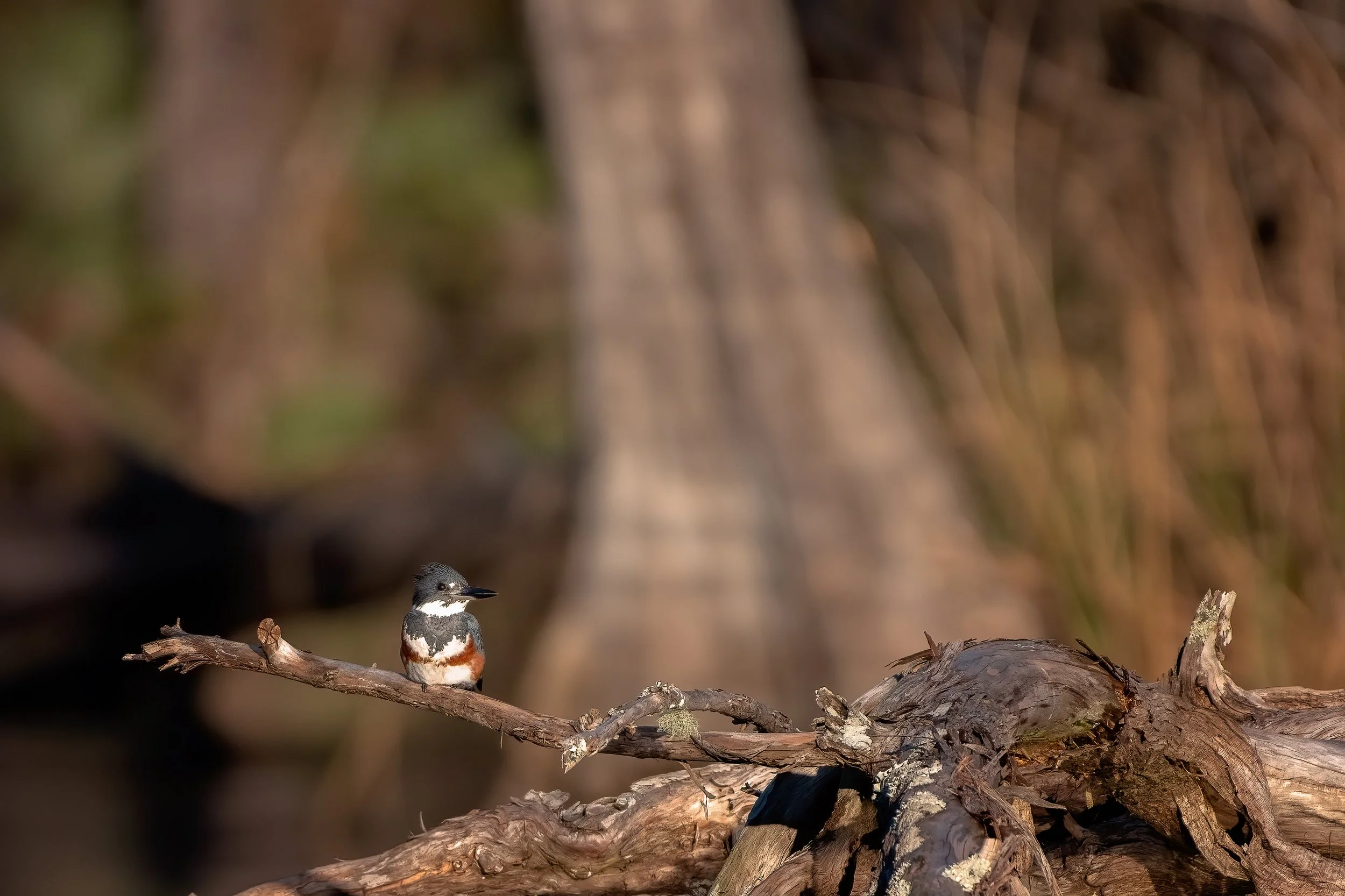 Belted Kingfisher 0123.jpg