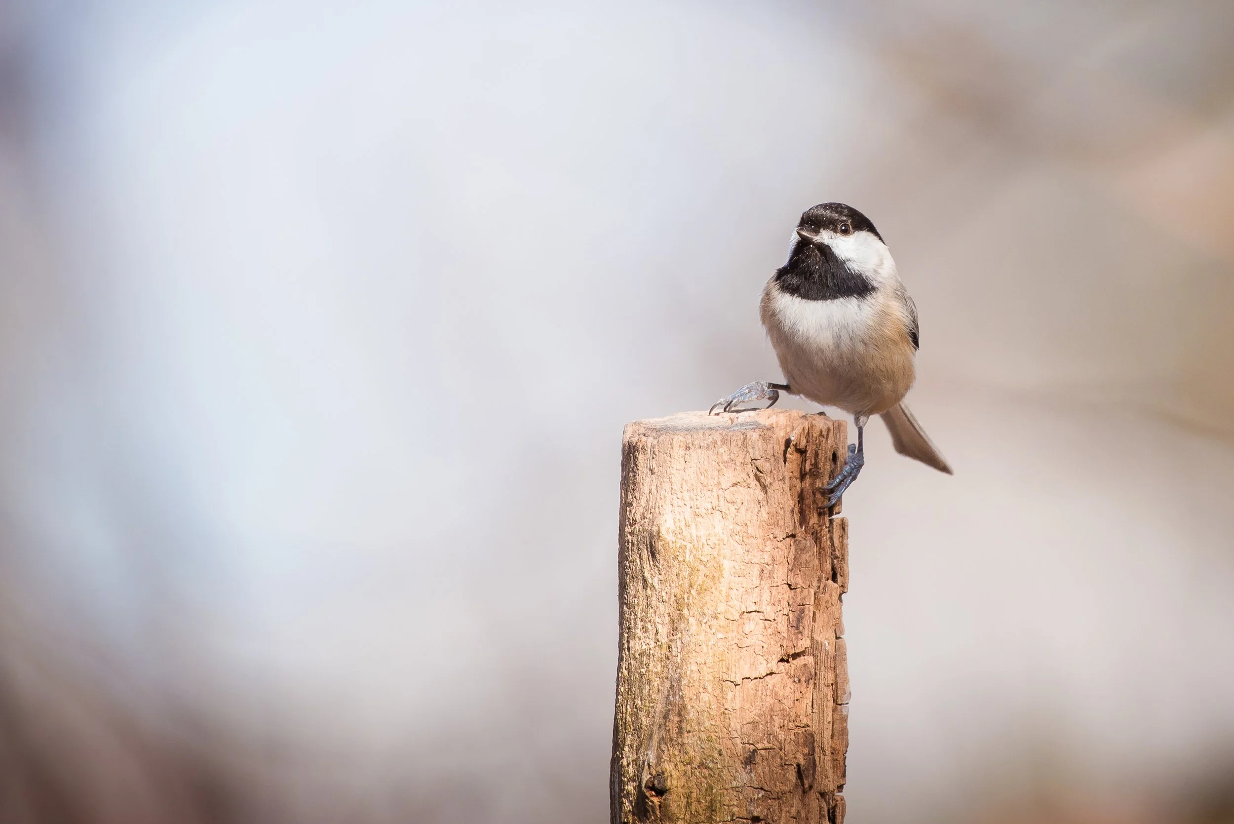 Chickadee.jpg