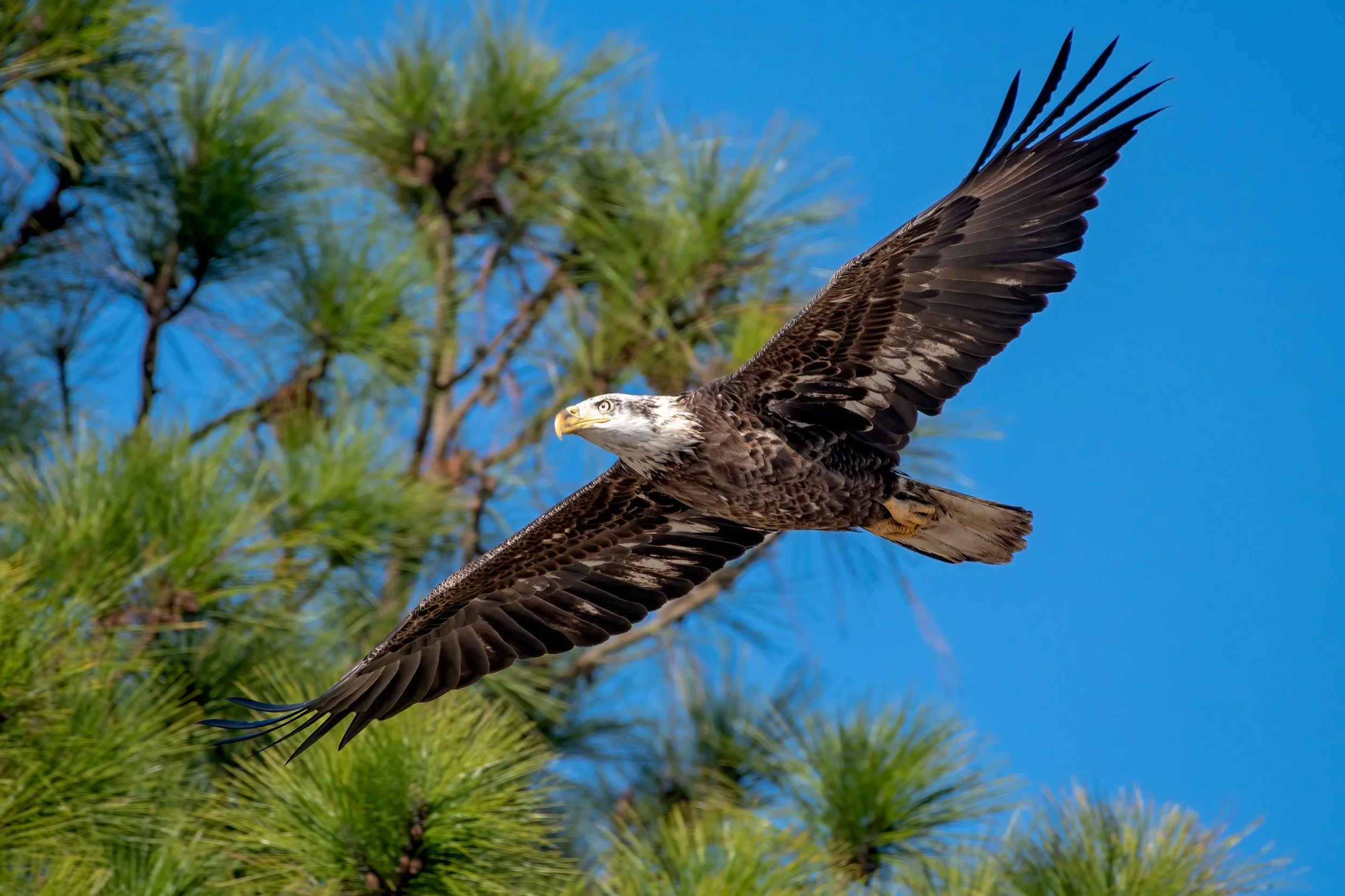 Eagle 2dec21.jpg