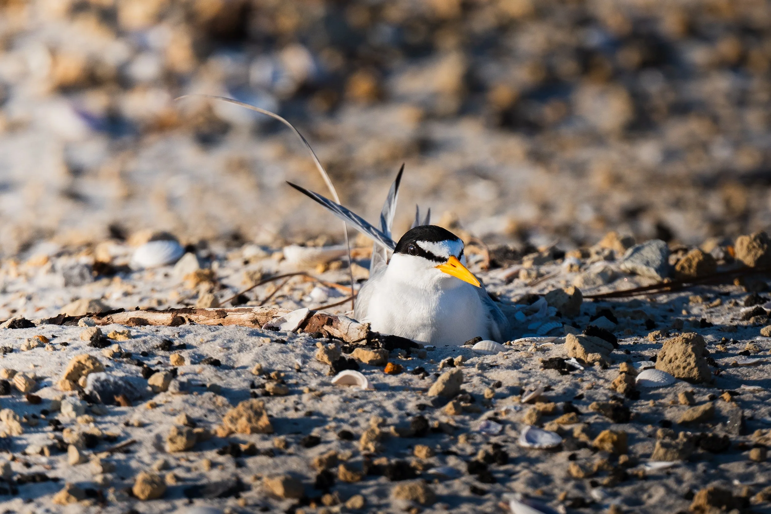 Least Tern Nuttle 52524.jpg