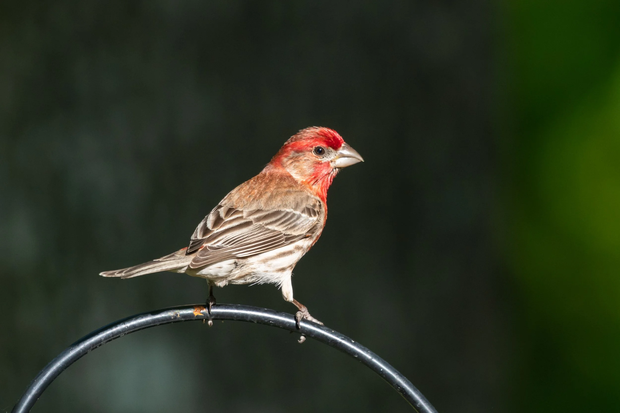 0505 house finch-1.jpg