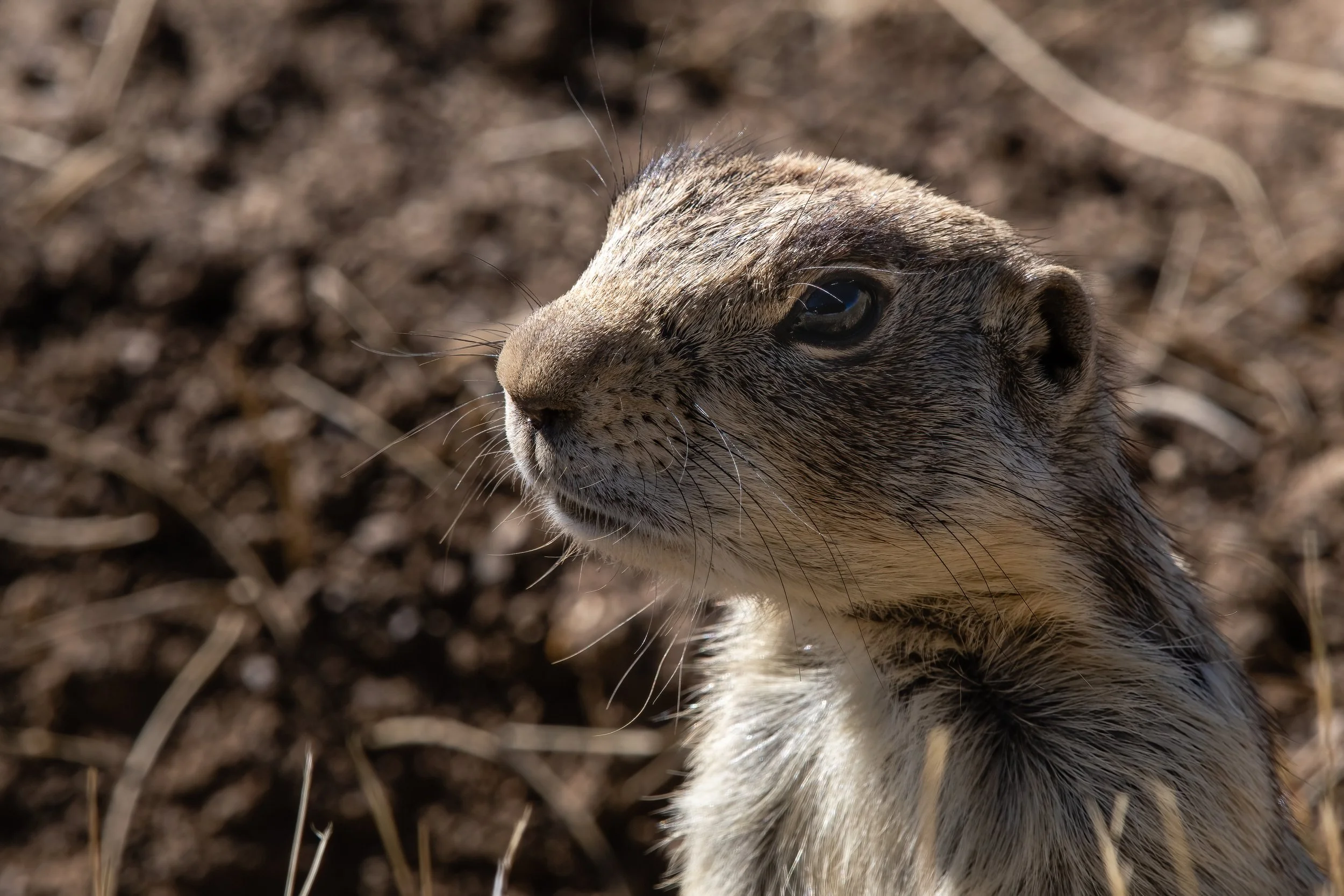 Prairie Dog portrait.jpg
