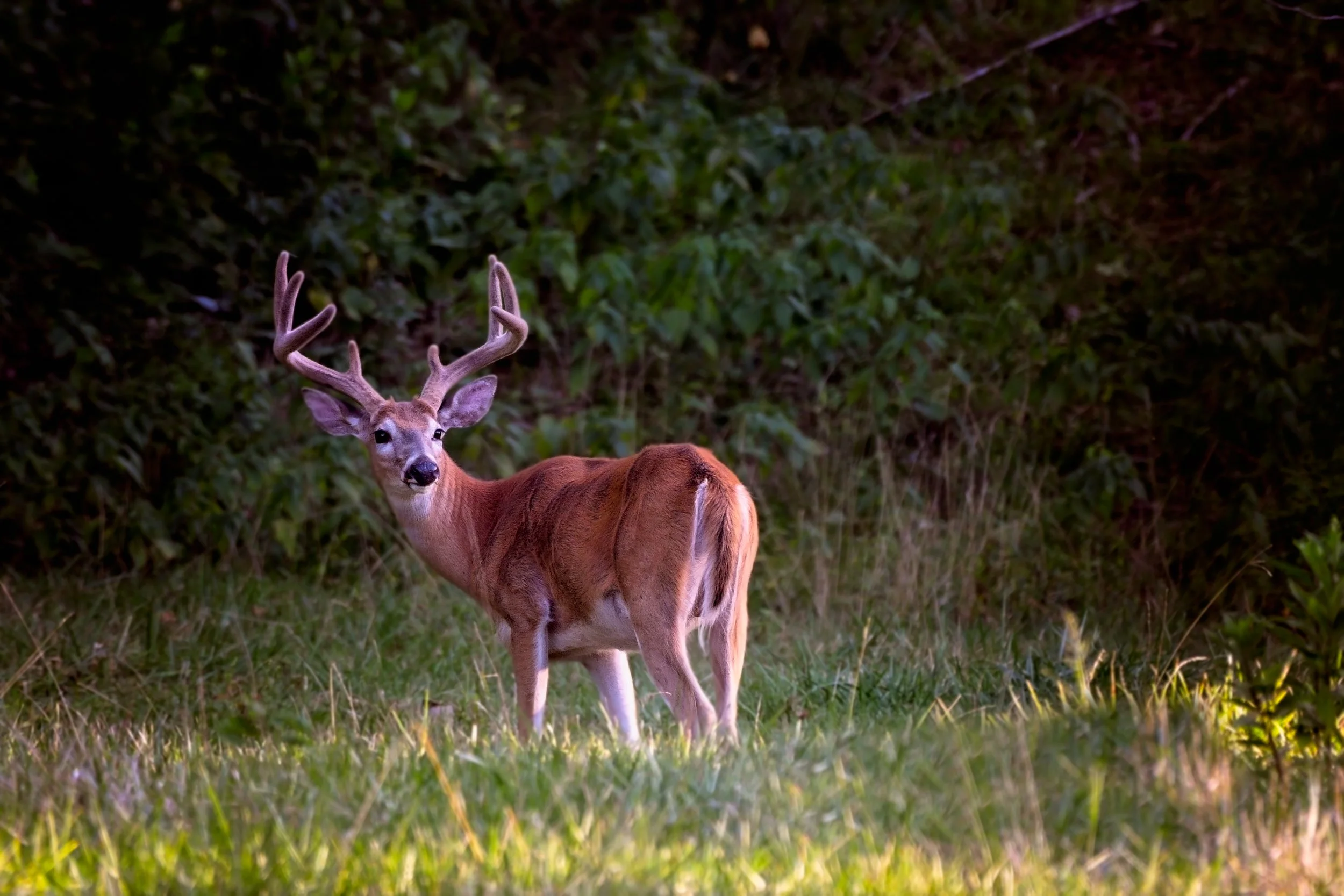 Whitetail Buck in velvet antlers in Missouri