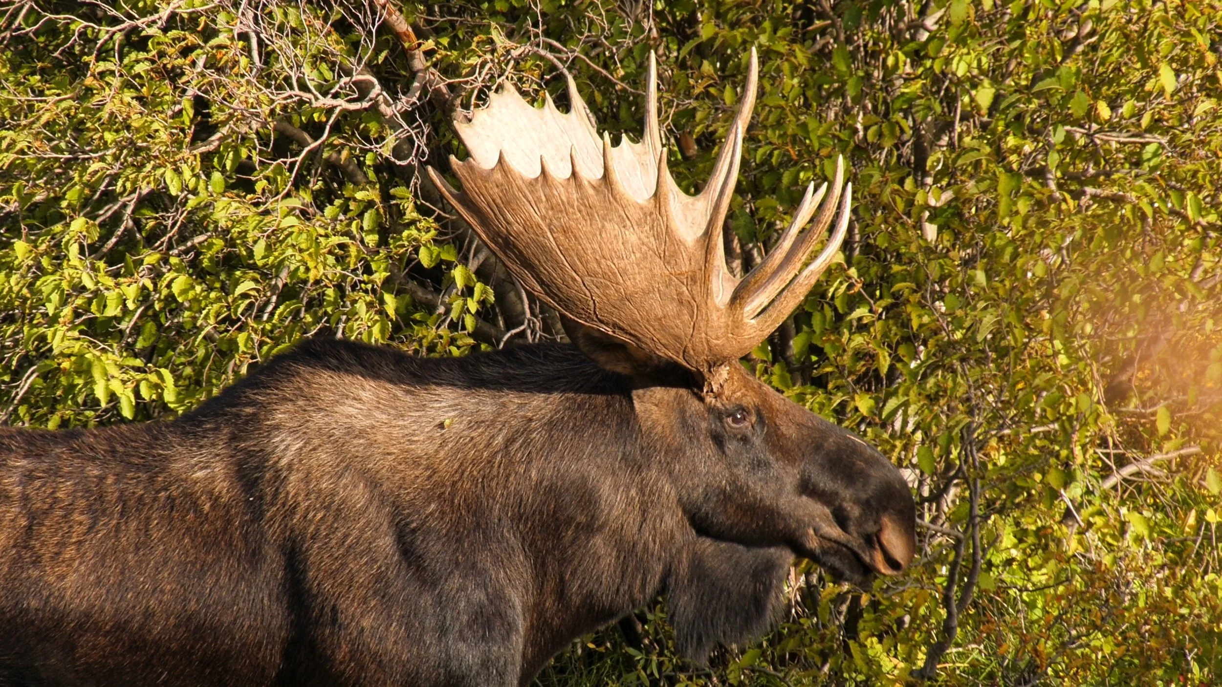 moose_1.41.1.jpg
