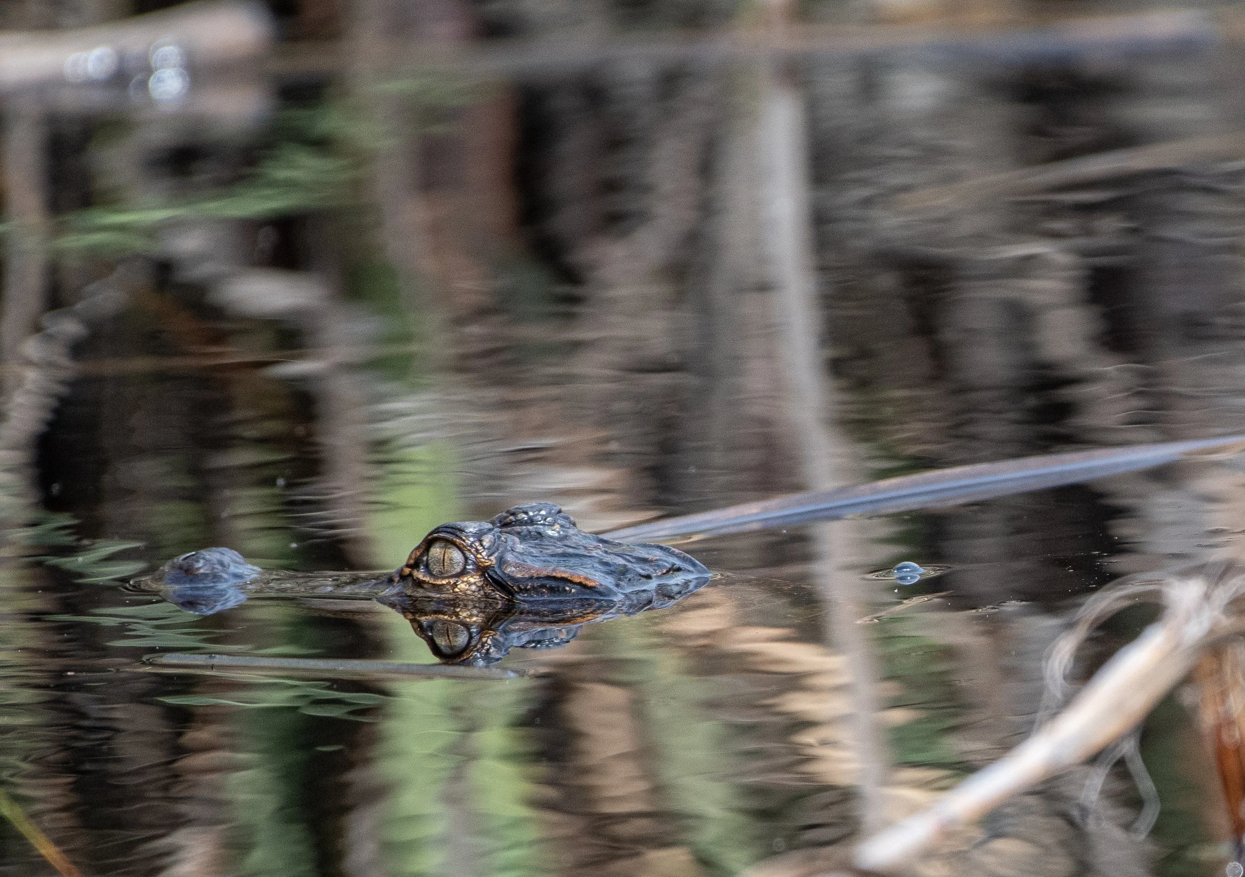 Alligator jan 25 2021-4.jpg