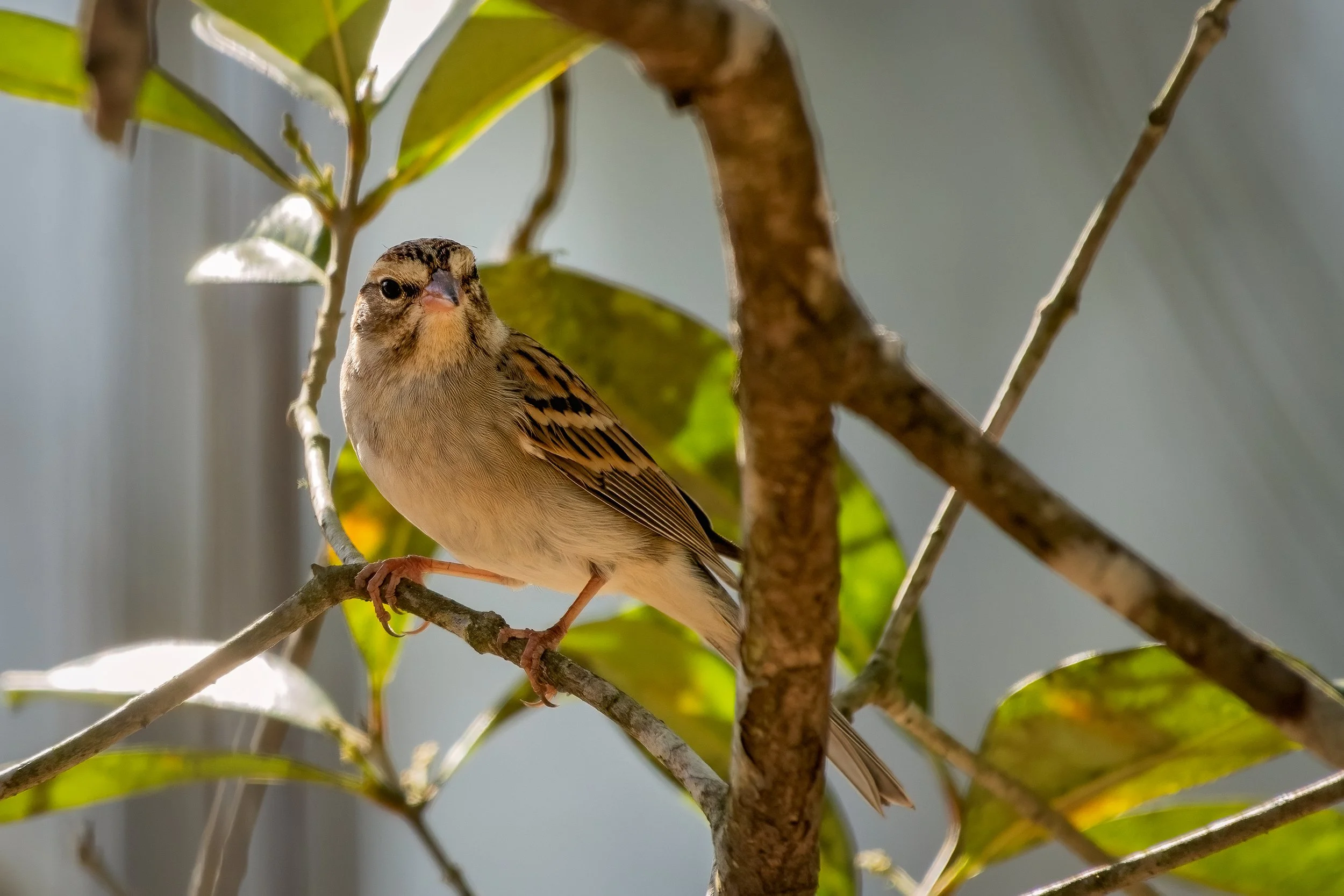 Chipping sparrow jan 22.jpg