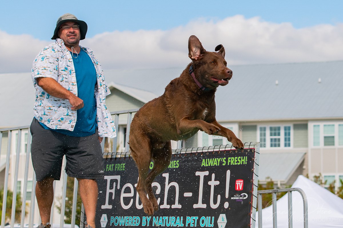 Dog taking off from a dock for a dock diving event