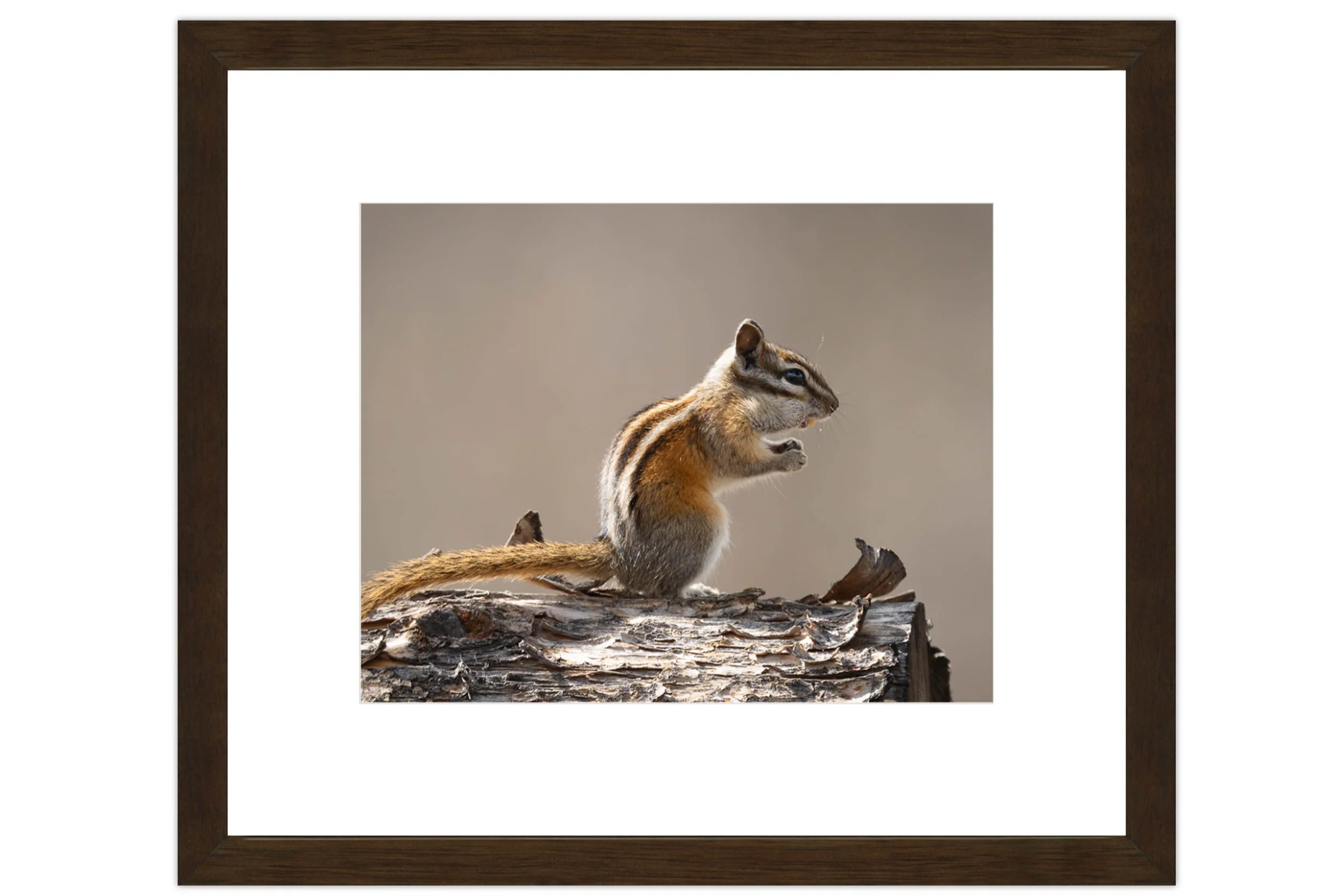 Framed and matted Chipmunk perched on a log with tail extended, wildlife photography print