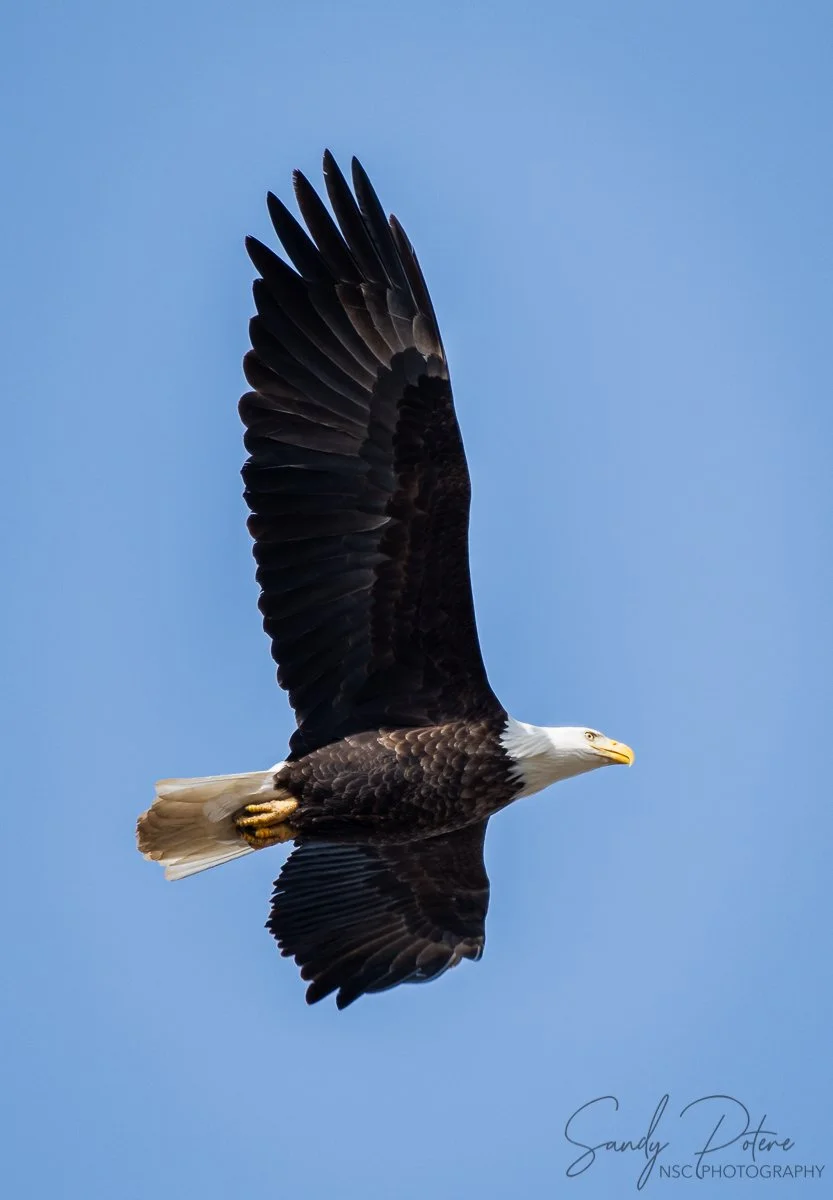 Eagle 12nov21 vertical.jpg