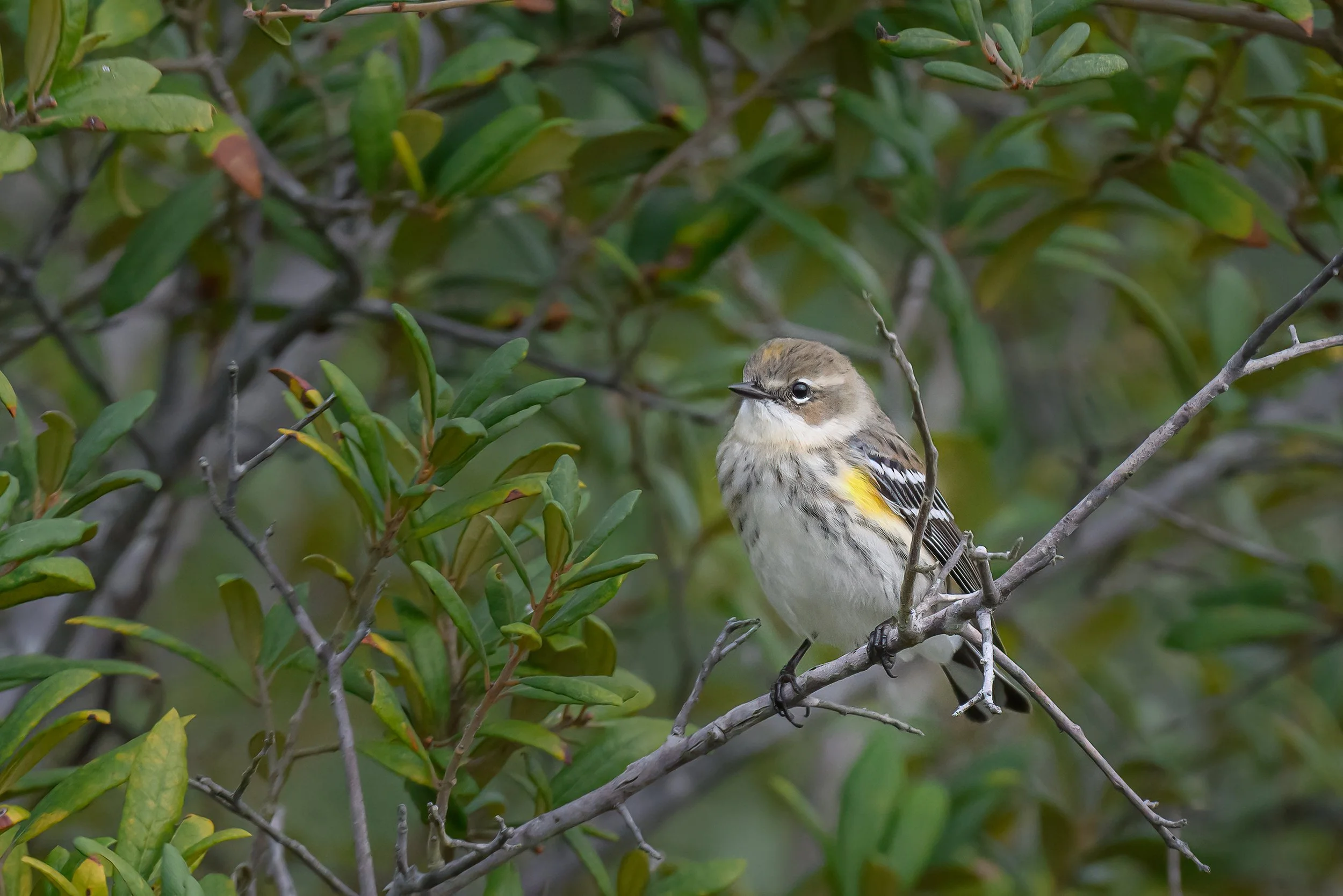 Yellow Rumped Warbler-2.jpg