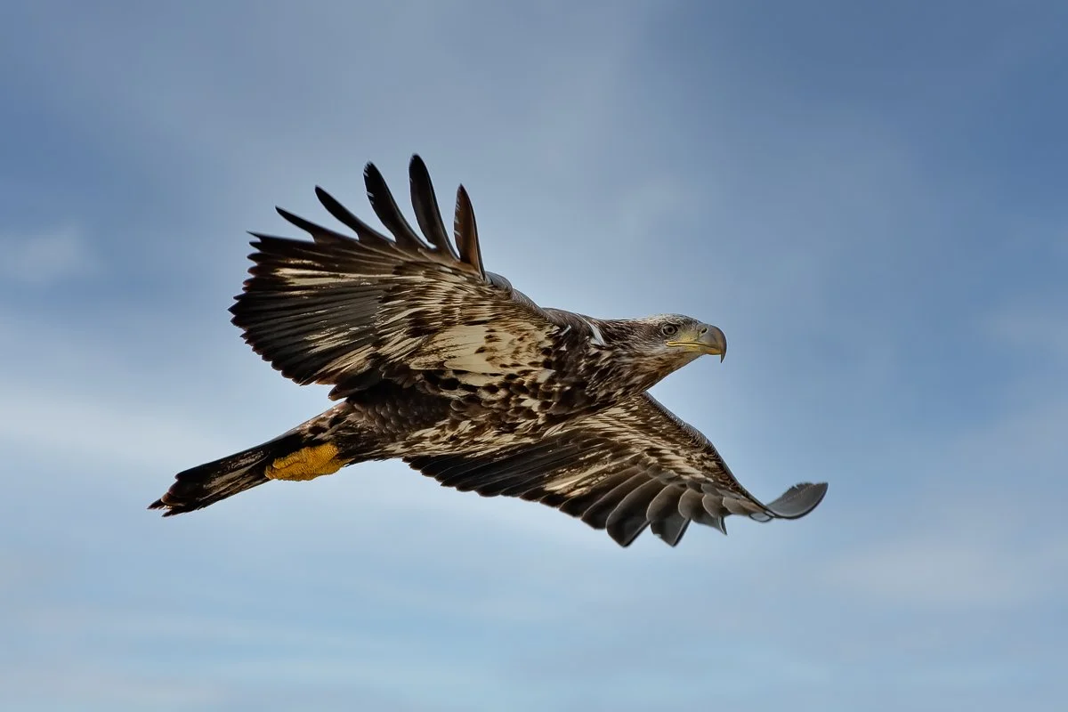 Immature Bald Eagle 22823.jpg