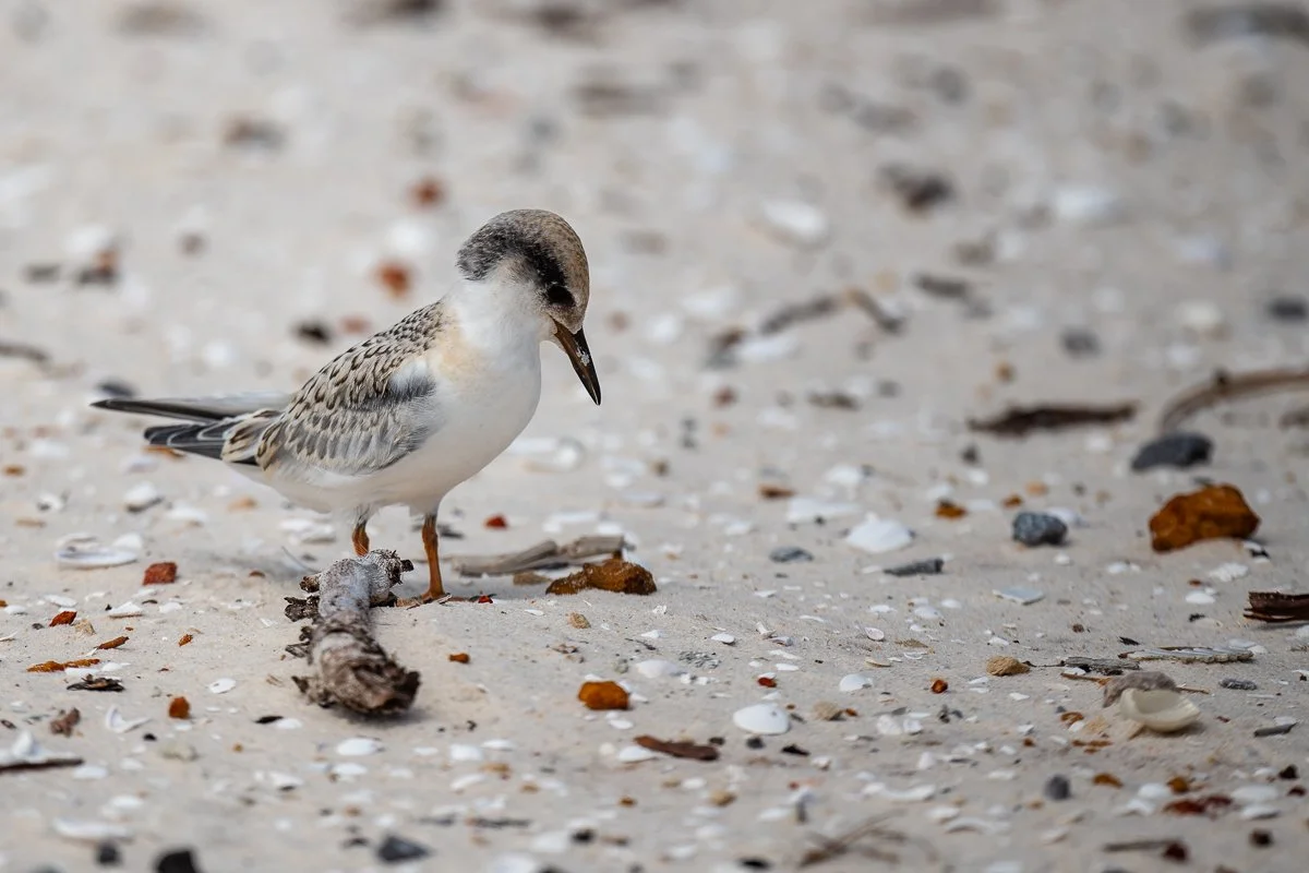 Tern chick 71224.jpg