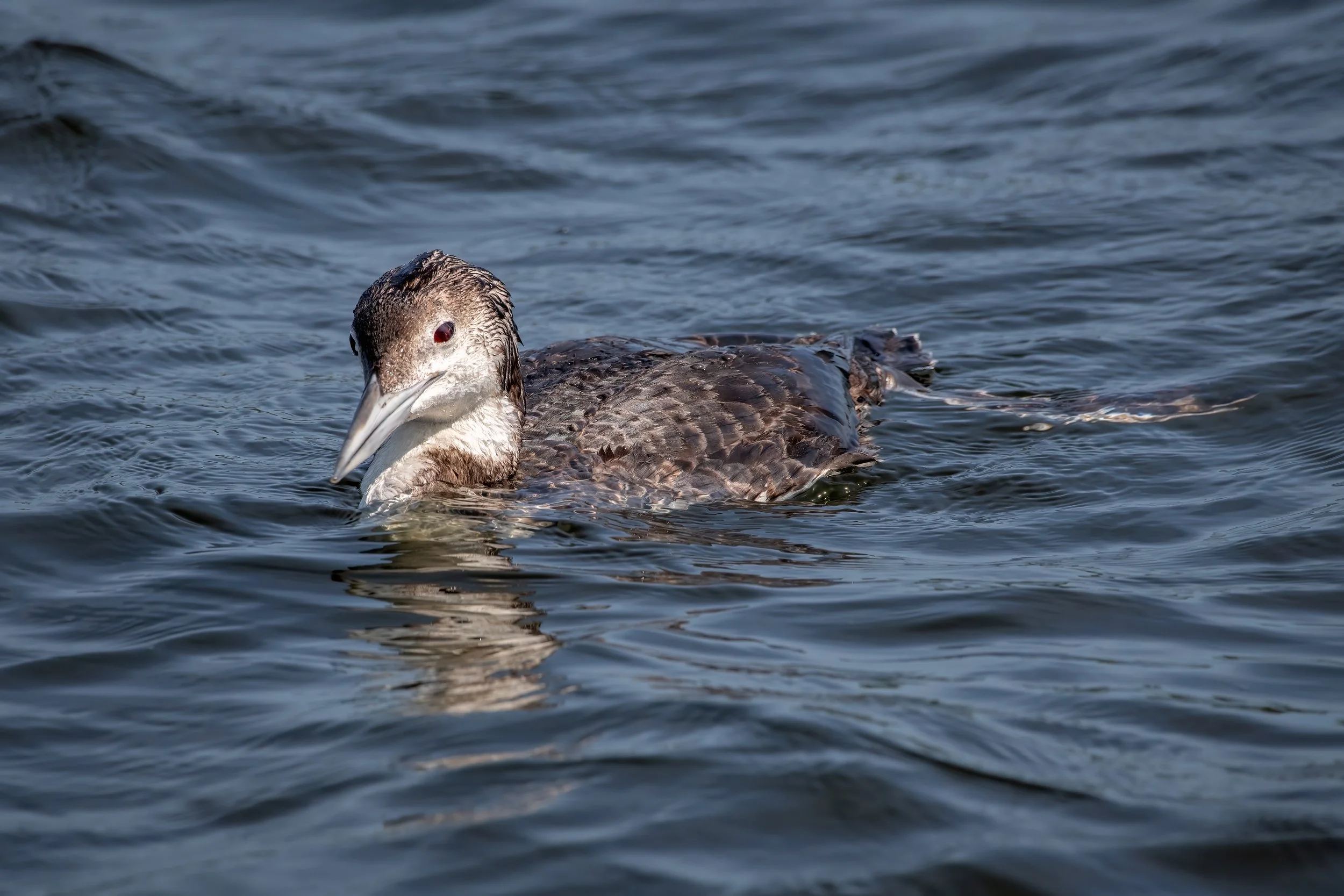 Loon 31424.jpg