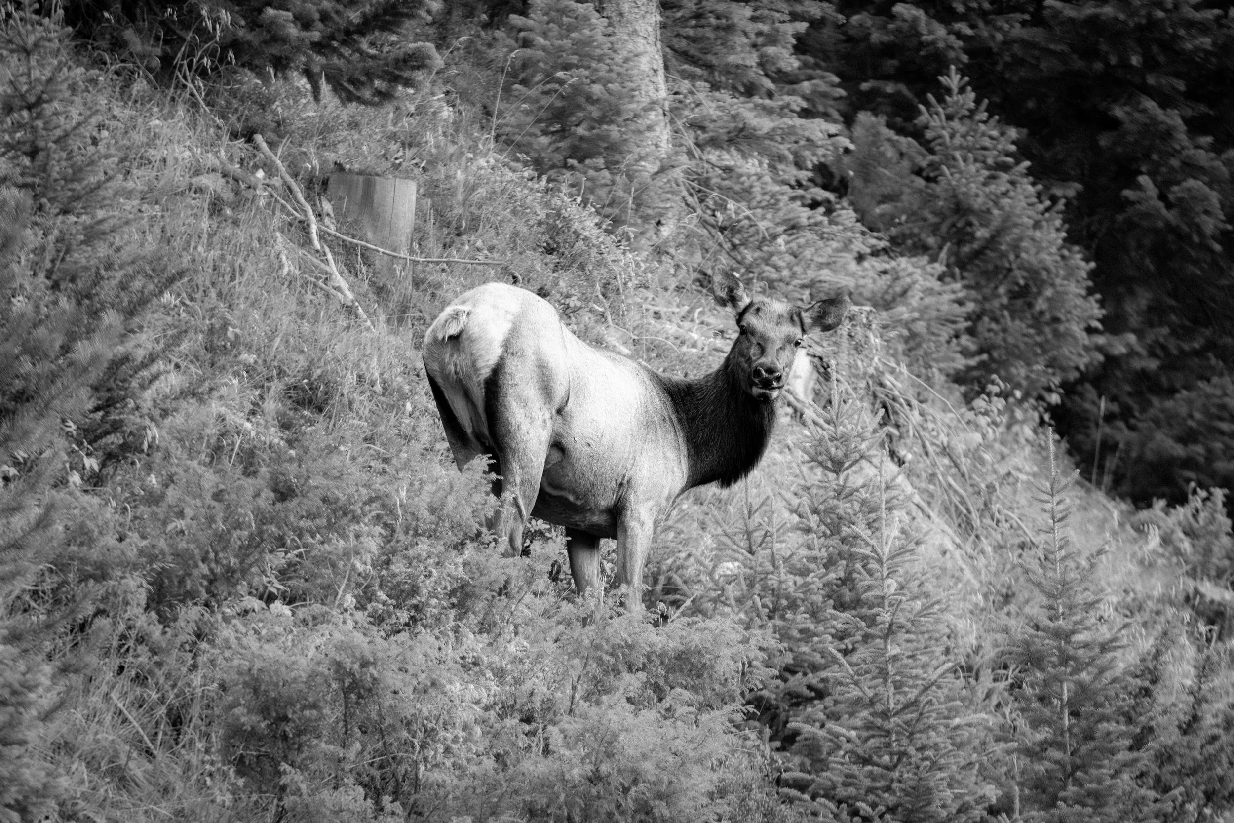 Black and white photograph of a cow elk standing on a forest hillside — wildlife fine art print