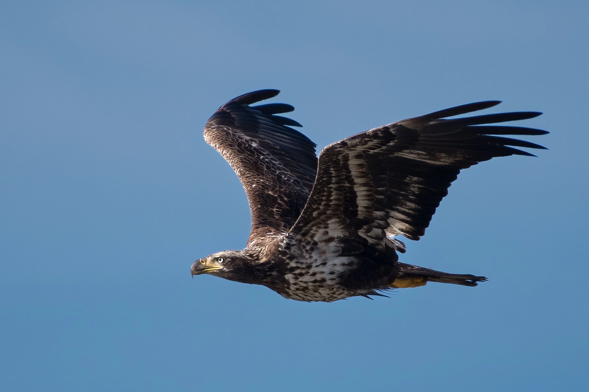 14feb22 imm bald eagle in flight.jpg
