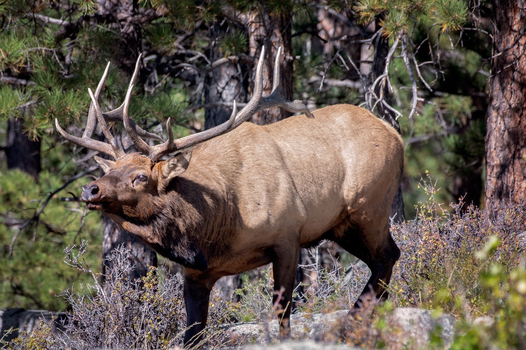 0926 elk-4.jpg