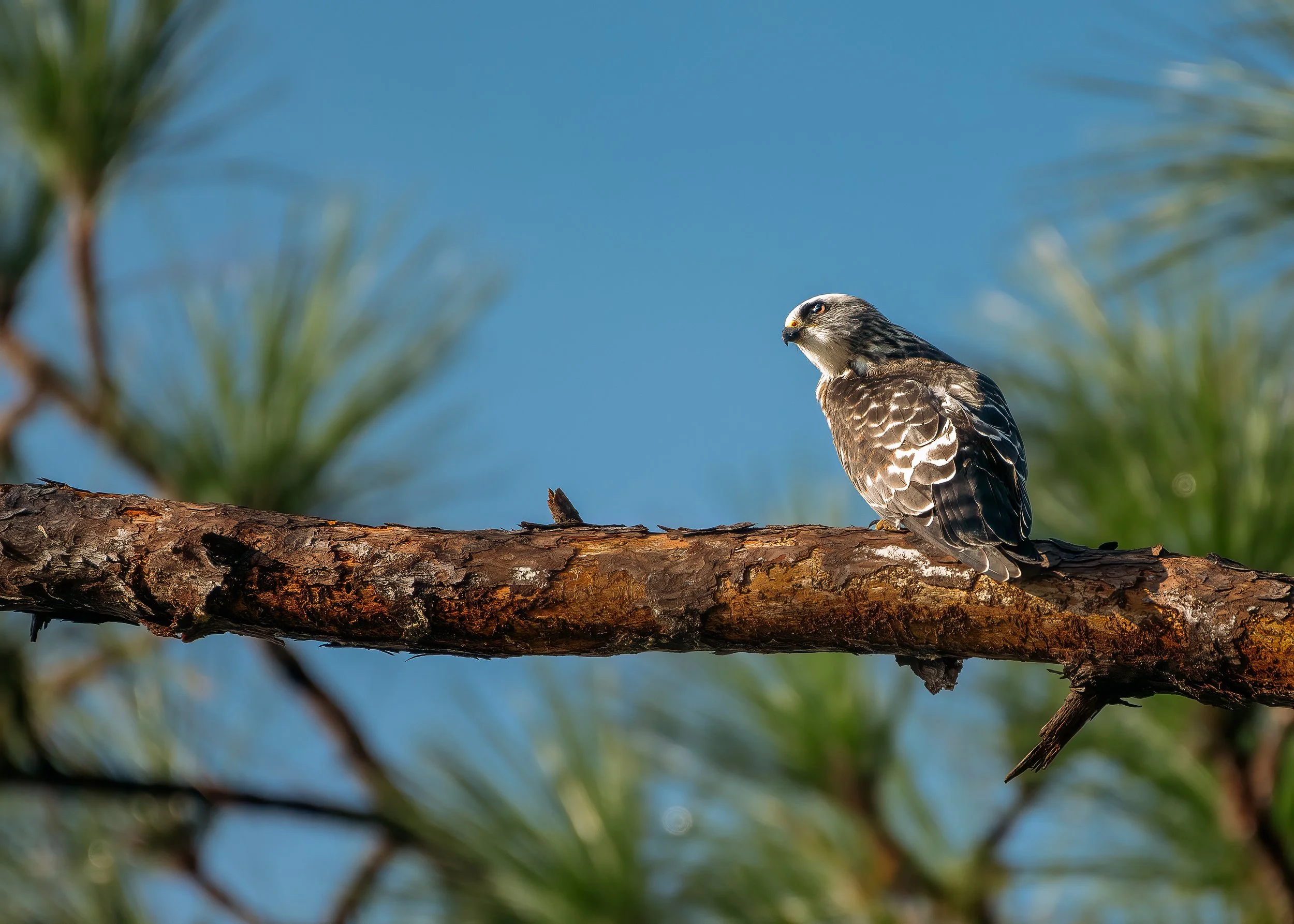 Juvenile Mississippi Kite 83123.jpg