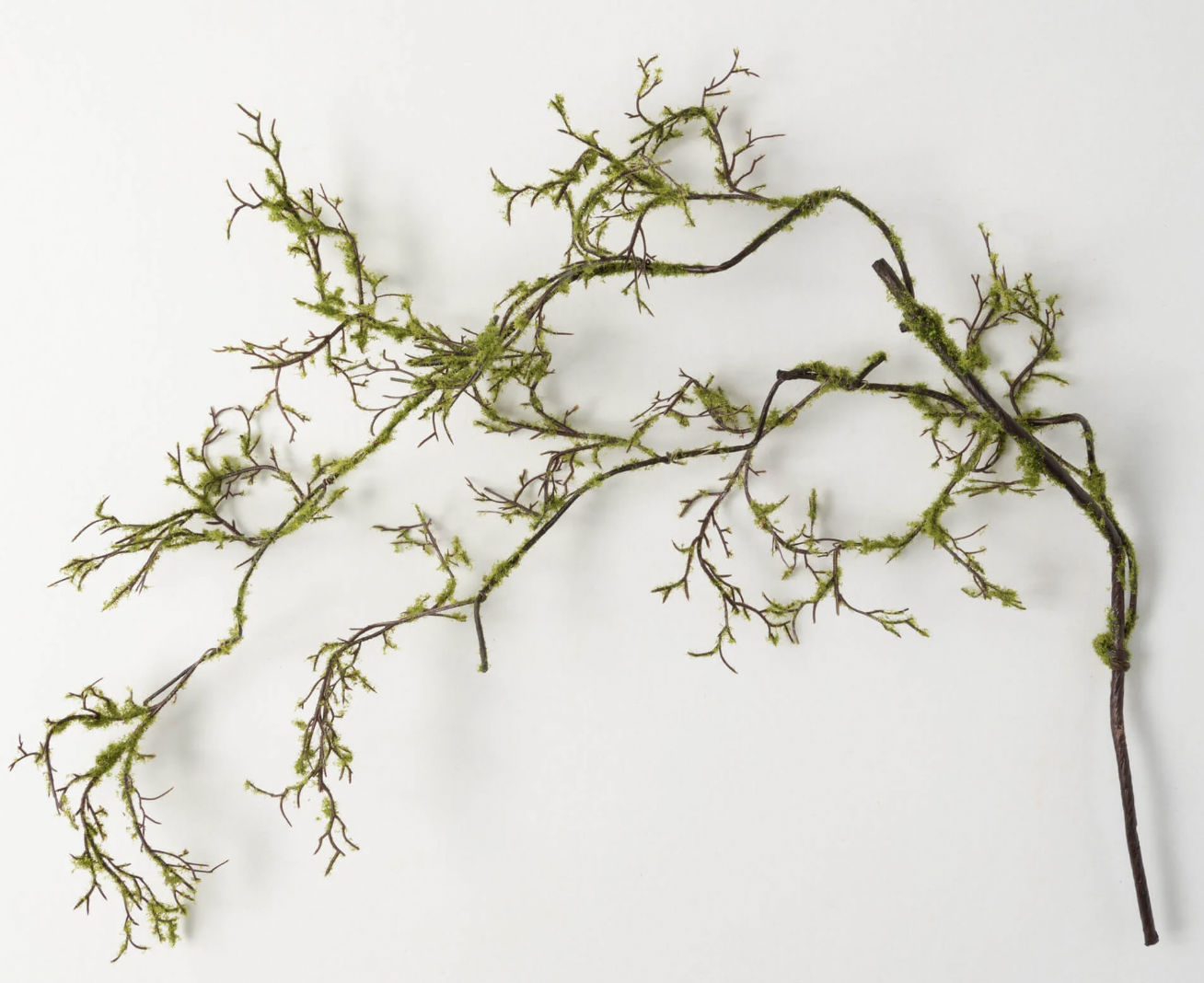 Mossy Drop Branch