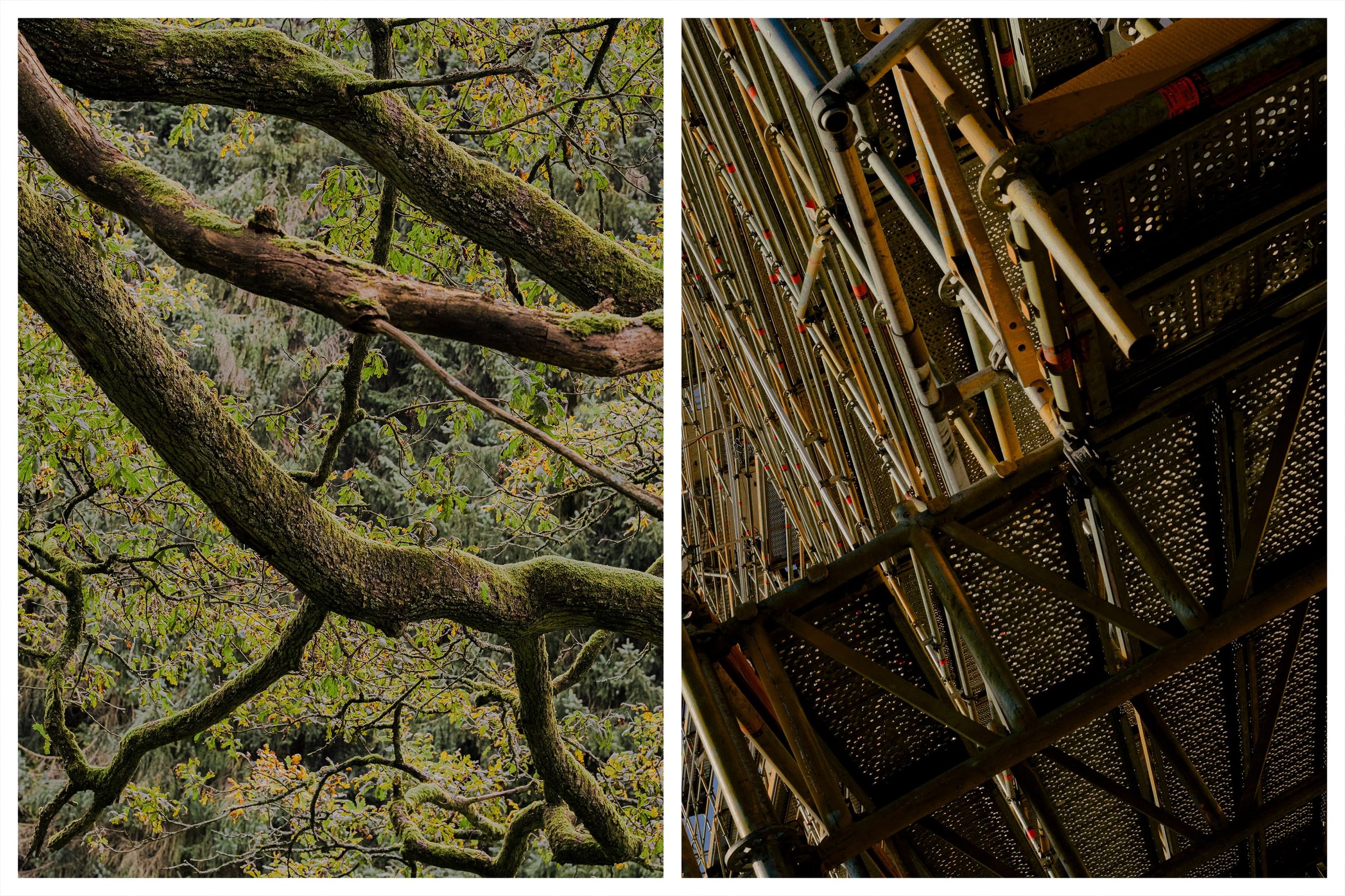 branches+échaffaudages.jpg