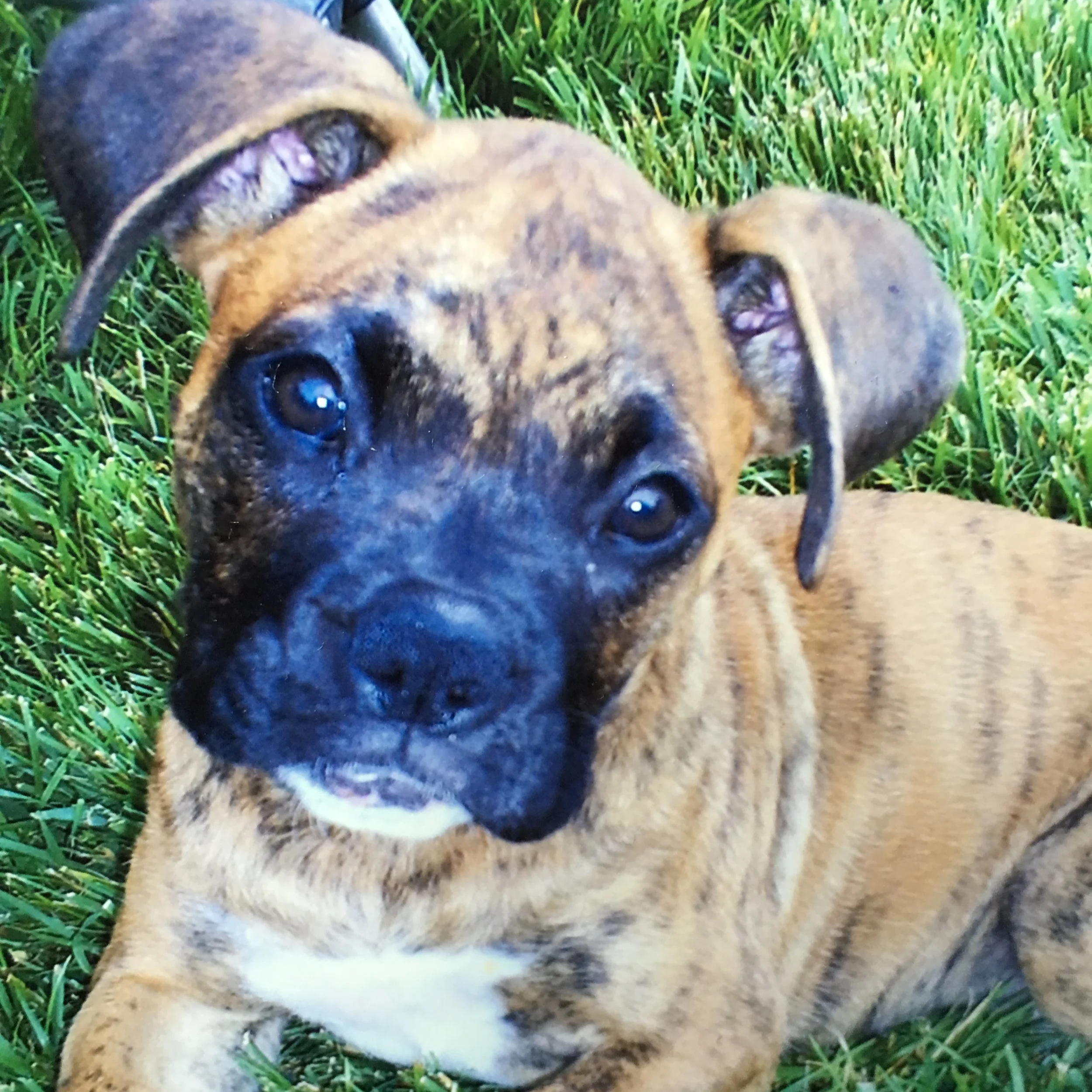 A brindle-colored puppy with black facial features laying on green grass, looking at the camera.