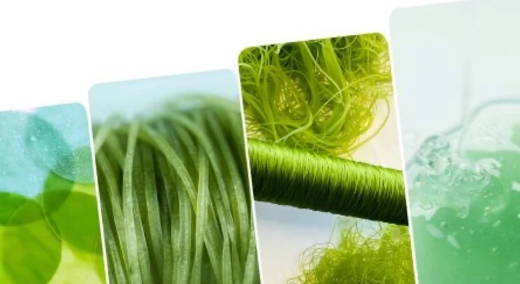 Living Building Materials: I&rsquo;m leading a strategic partnership with Pneuma, a biotech company pioneering the next generation of sustainable materials that are actually alive. 

Branded as OXYA, the materials actively photosynthesize, sustain li