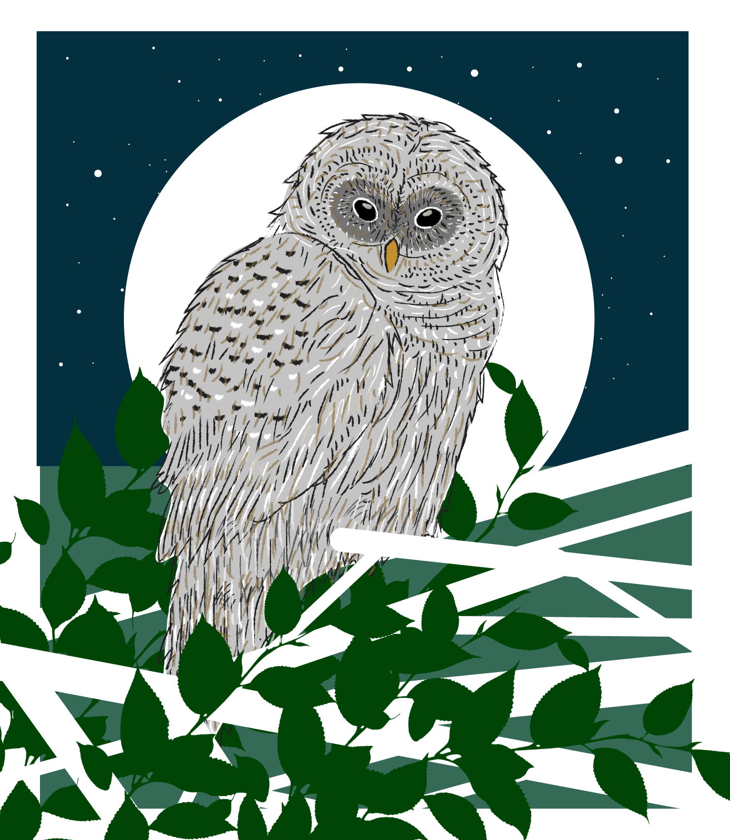 Barred-Owl-V2-Final.png