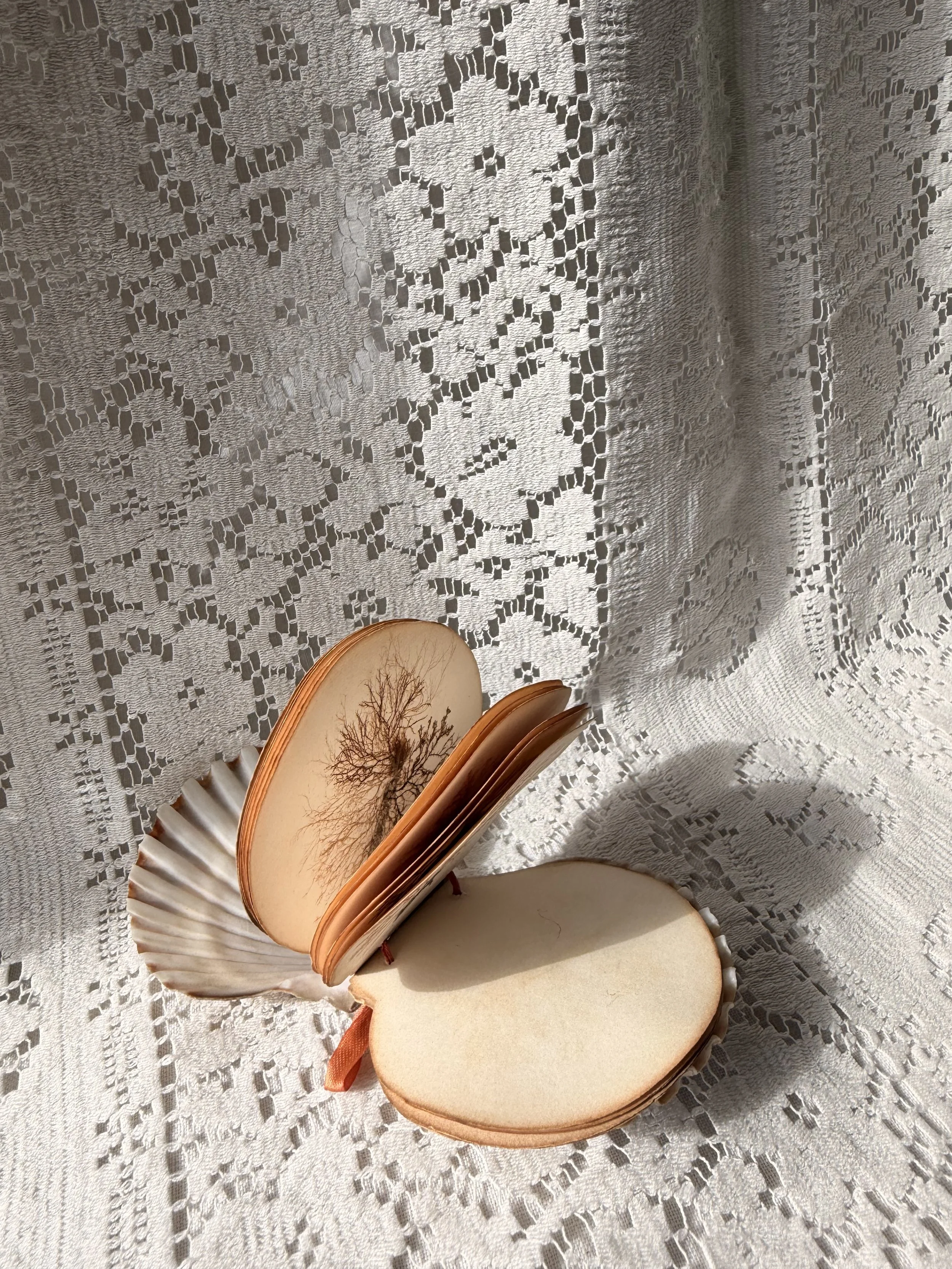 1871 Seaweed Specimen Shell Booklet