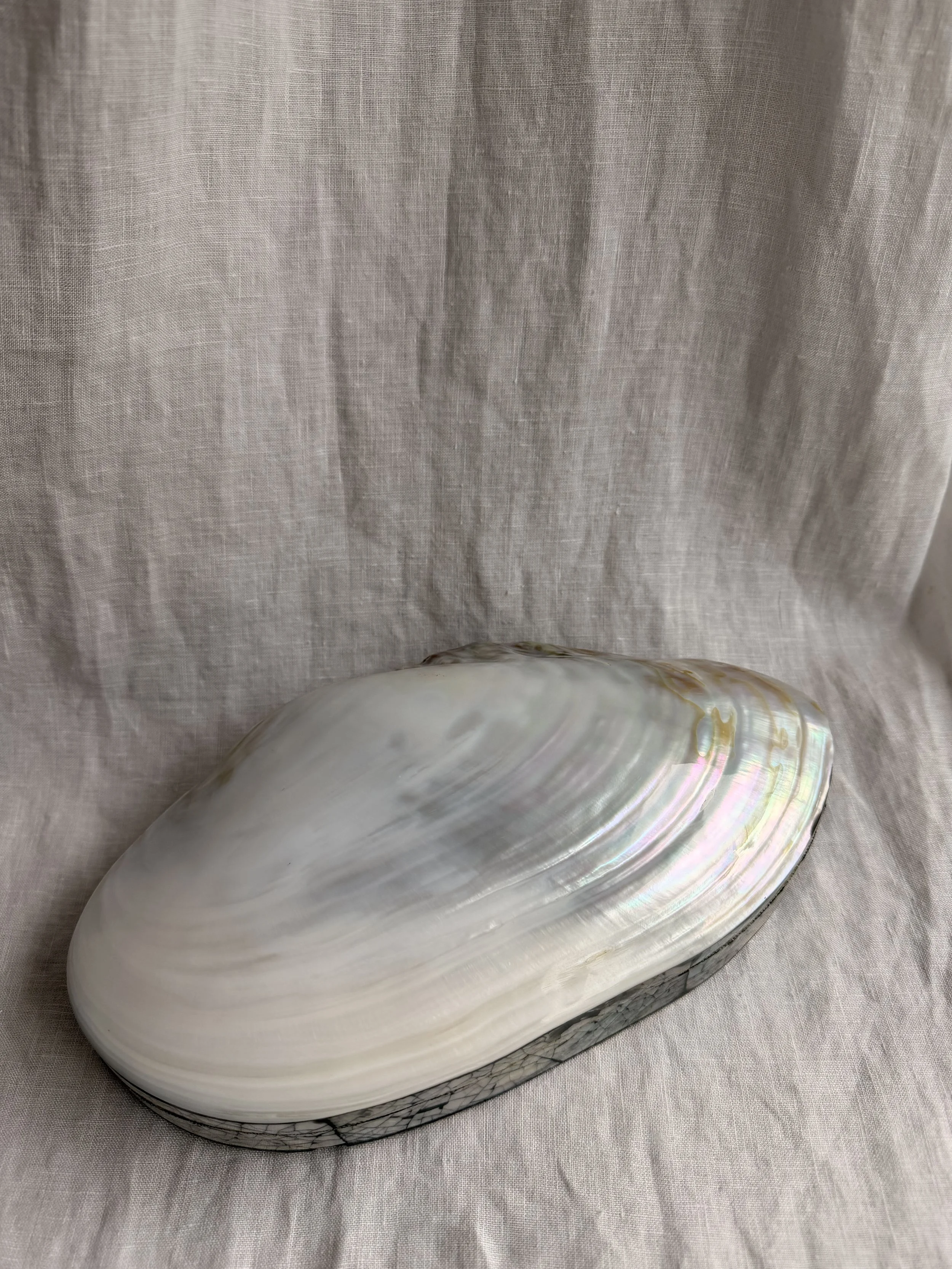 Large M.o.P. Shell Box