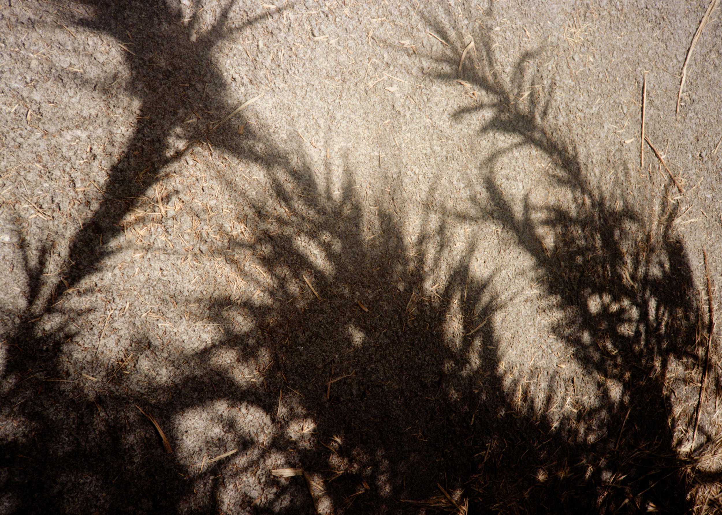 FAQPalmtree4.jpg