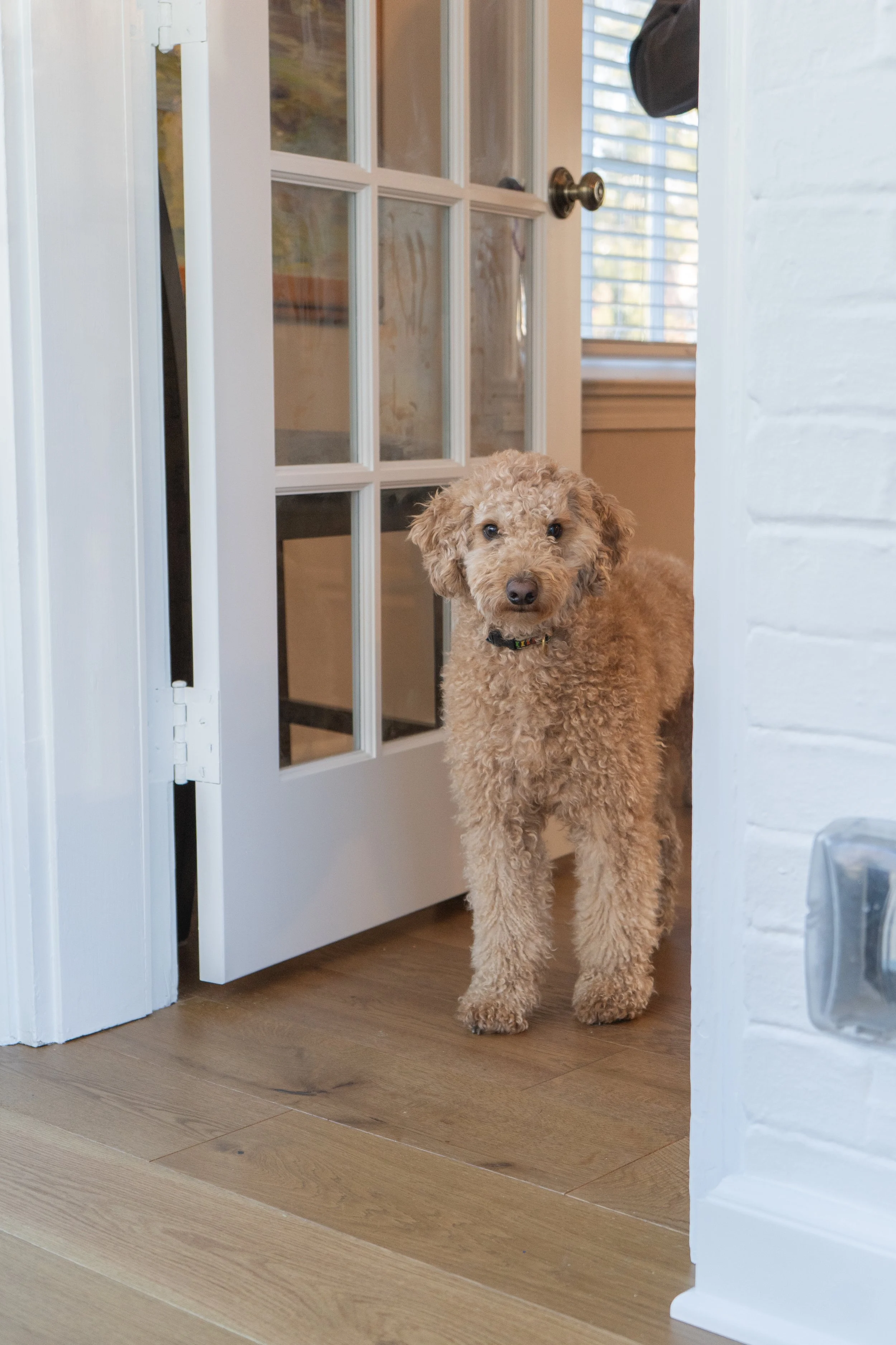 A fluffy tan poodle standing in a doorway, looking at the camera.