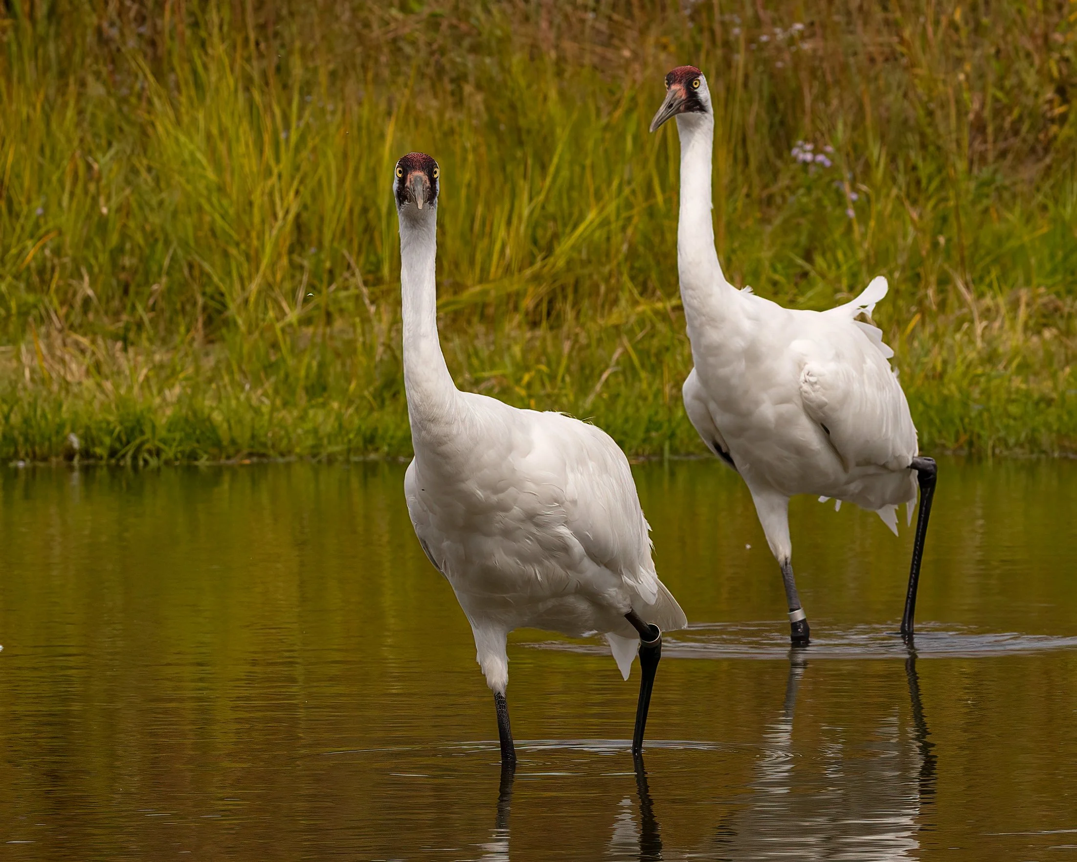 Whooping Crane--3.jpg