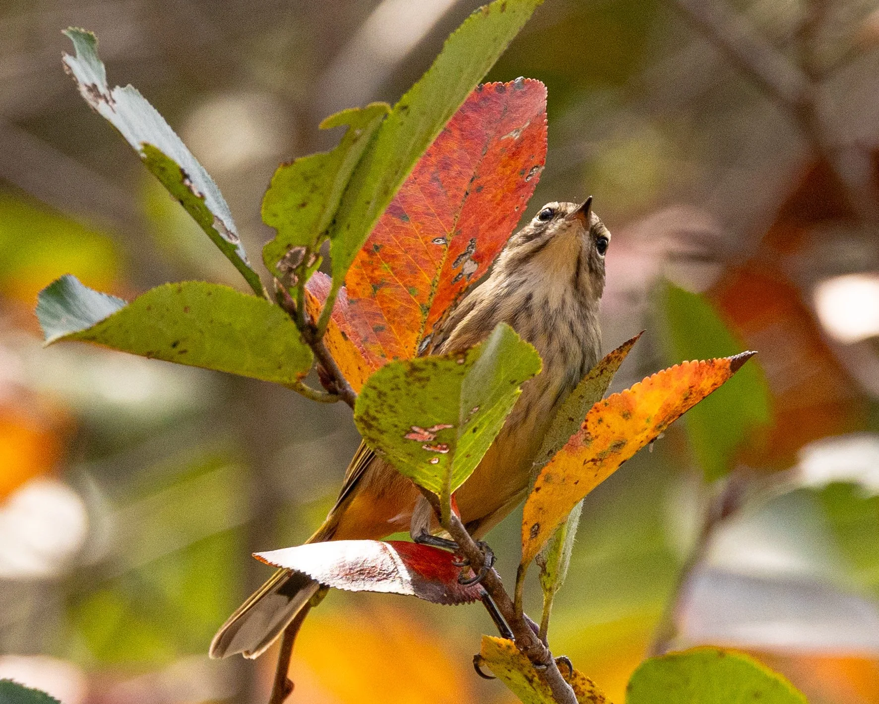 Palm Warbler on Aronia-2985.jpg