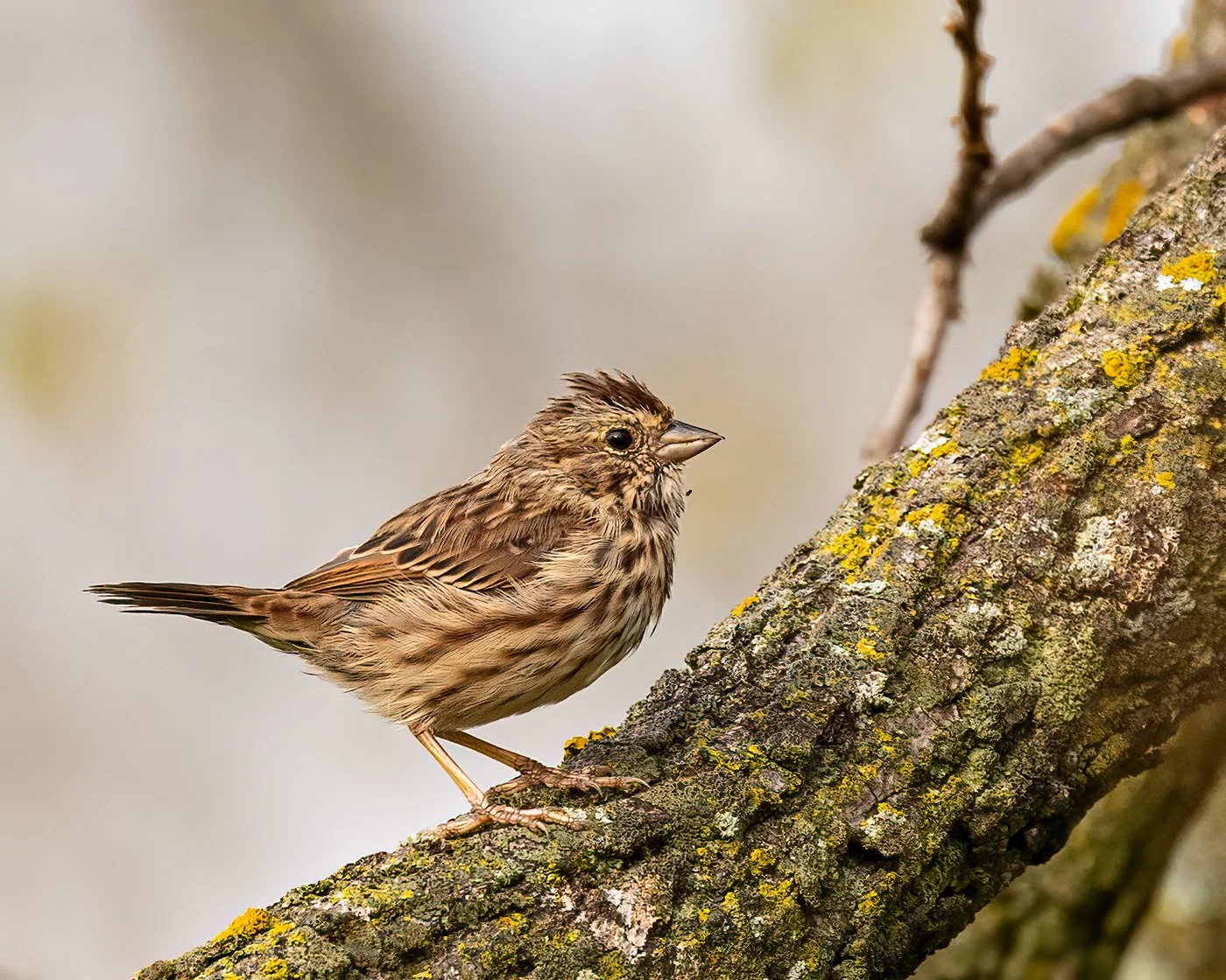 Song Sparrow-.jpg