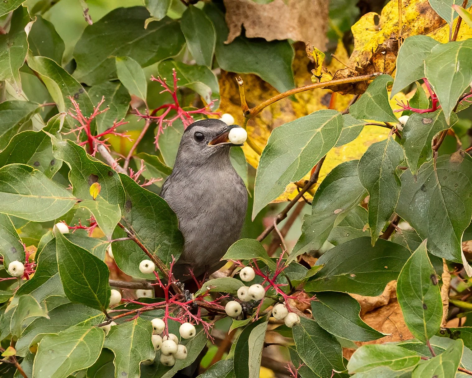 Gray Catbird-.jpg
