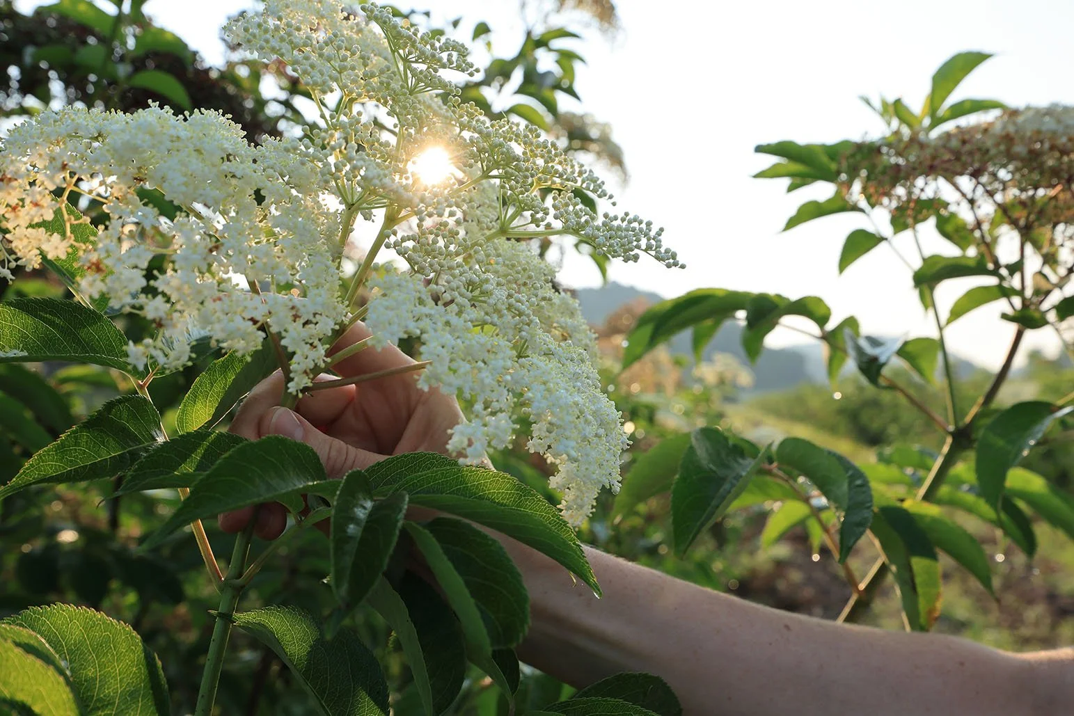 Photo by Randall Hyman