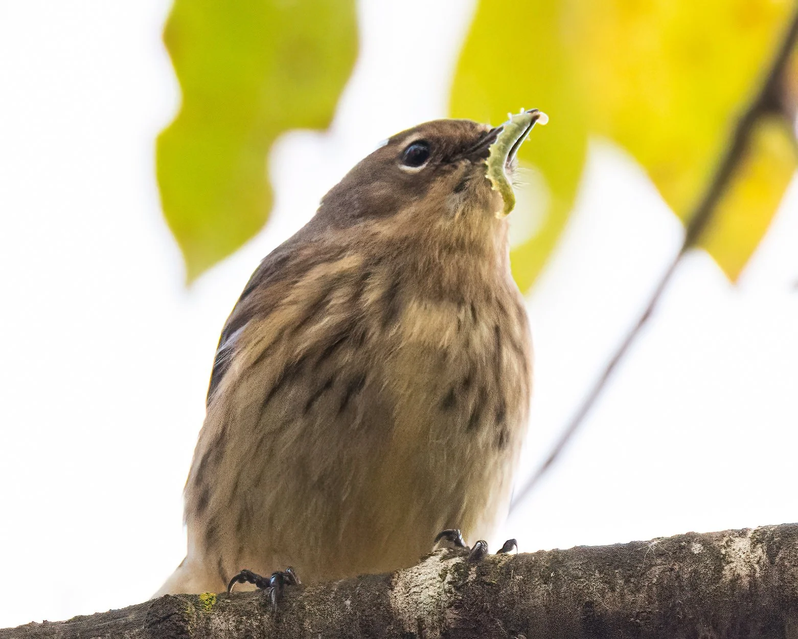 Yellow-rumped Warbler-.jpg