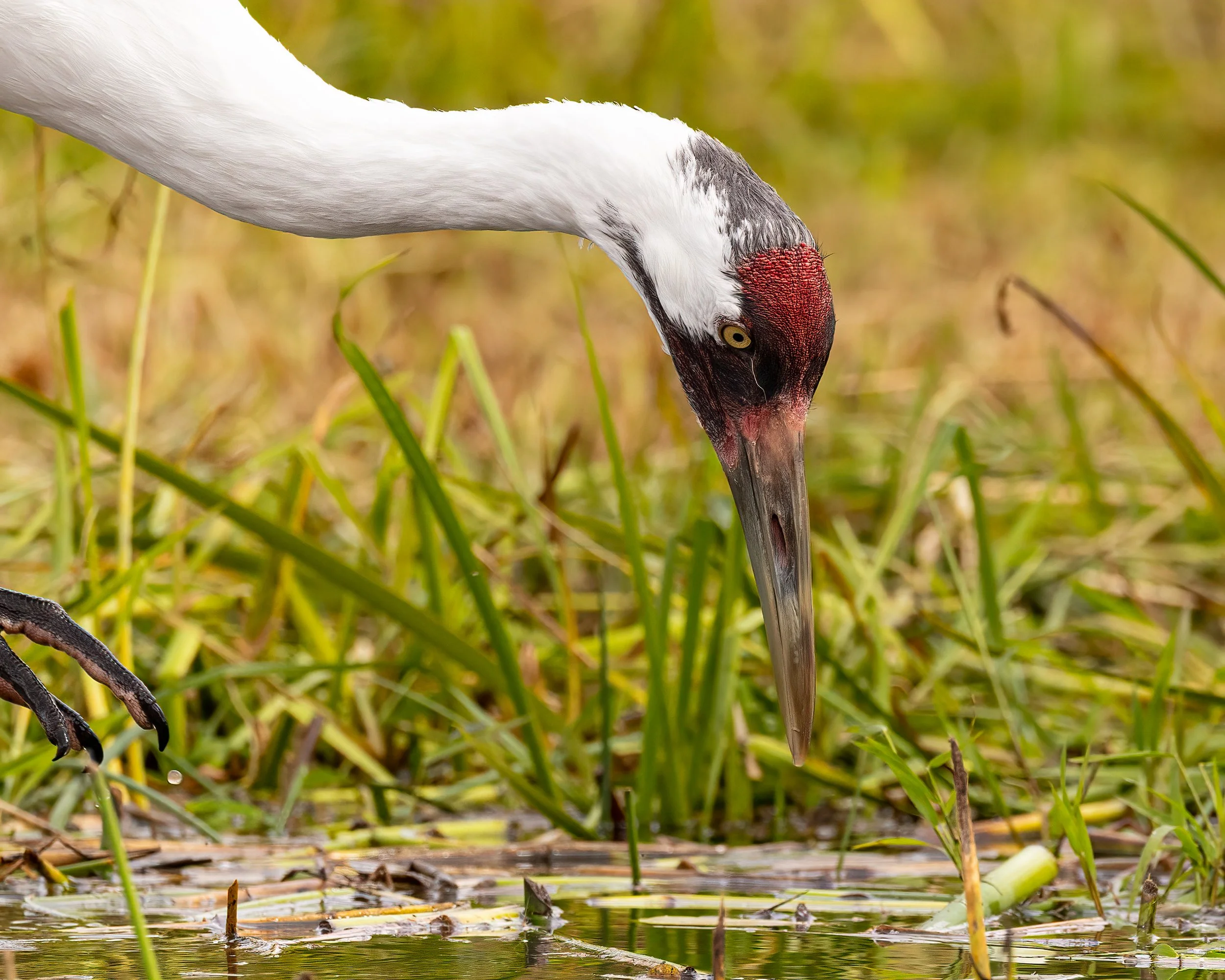 Whooping Crane--11.jpg
