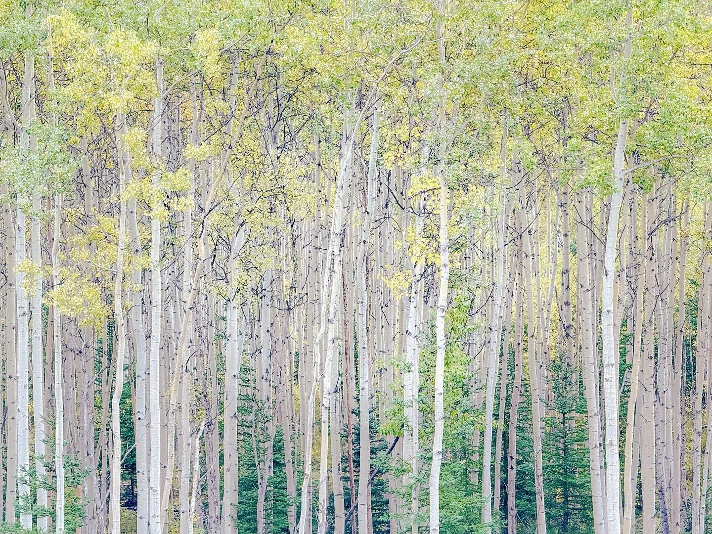 We came for the bears and I left with the trees. This was my take away from Alaska: trees trees trees everywhere! 🌳 Such beautiful country up there in the wildness #luvalaska #treeseverywhere🌲 #naturephotography #selinasphotovisions #selinasahba #i
