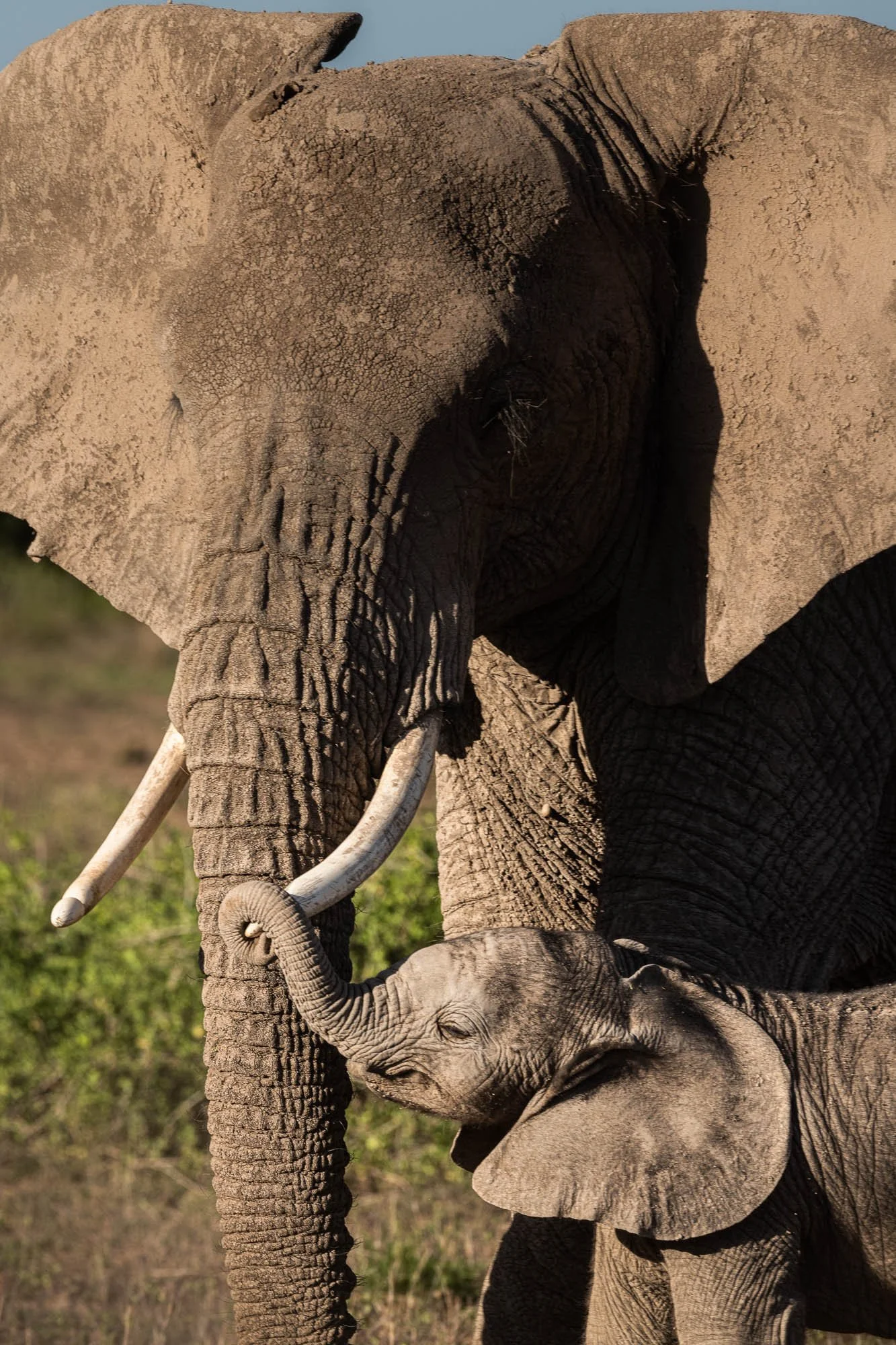 A large adult elephant feeding a baby elephant in a grassy field, captured by Selina Sahba—wildlife photographer documenting tender animal moments in their natural habitat.