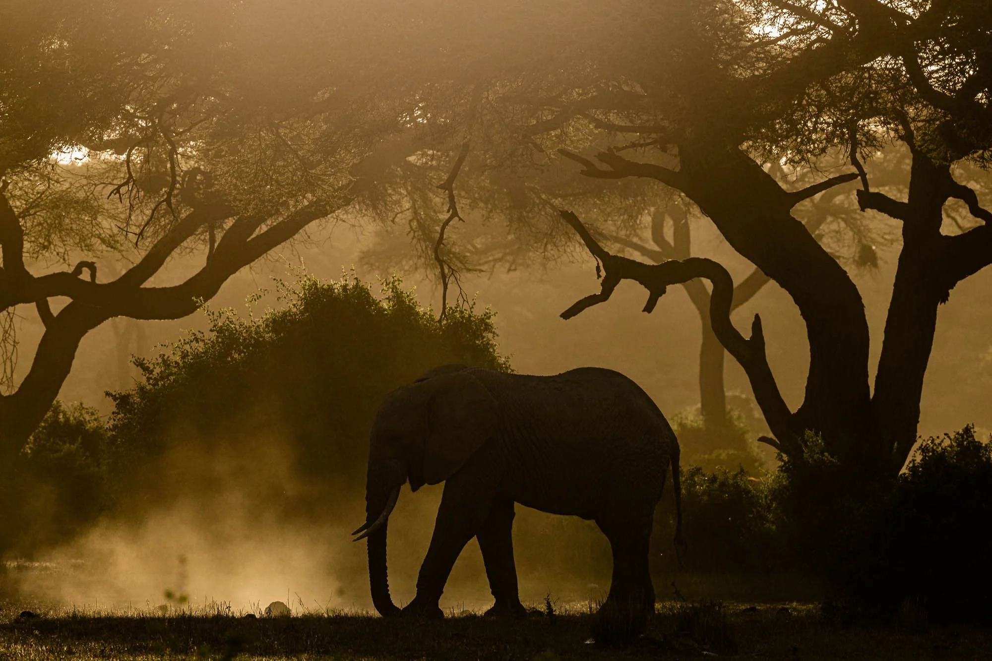 Elephant walking through golden light beneath acacia trees in Africa
