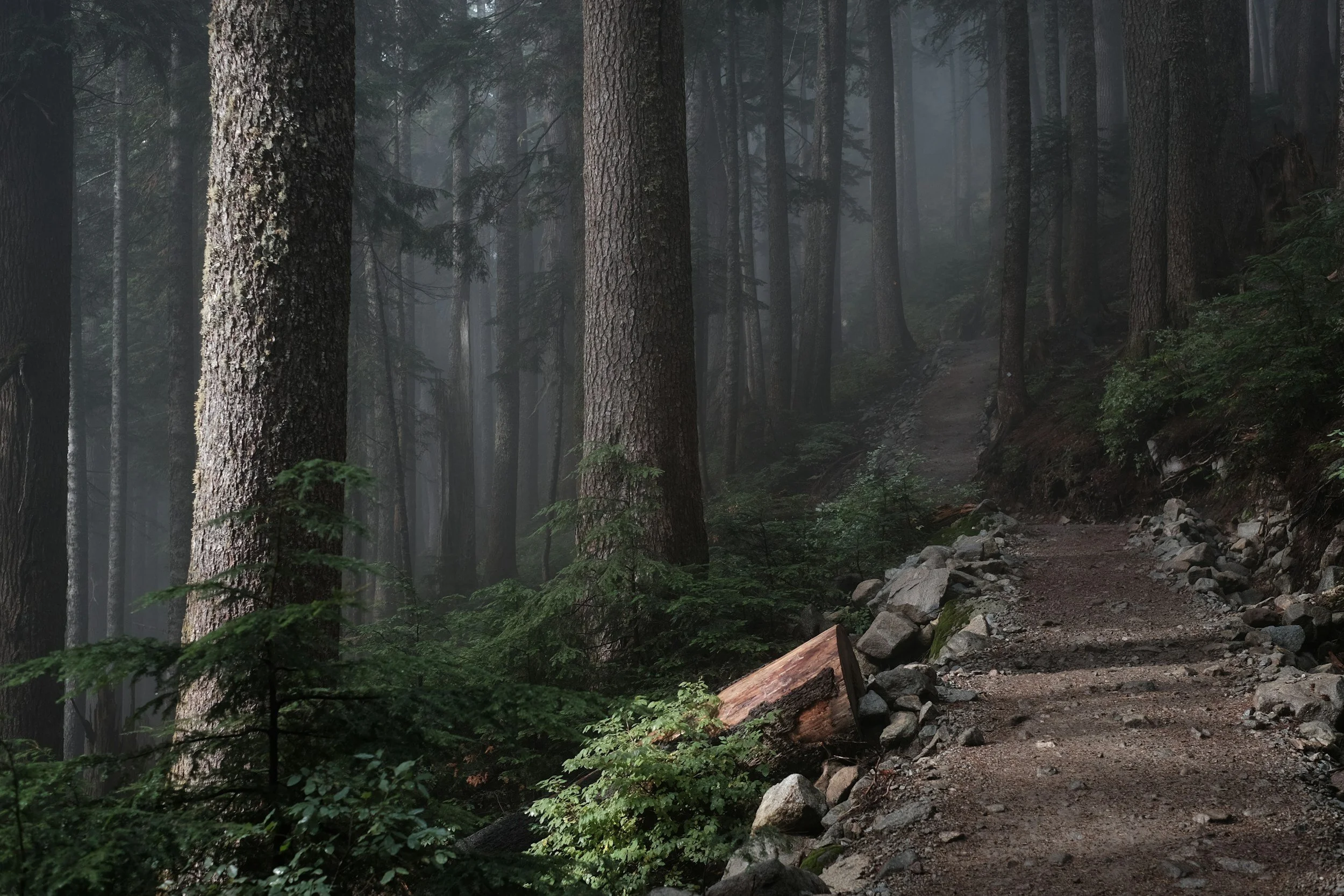 A dirt trail runs through a dense, foggy forest with tall trees and green foliage.